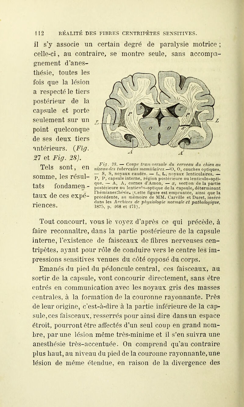 il s’y associe un certain degré de paralysie motrice ; celle-ci, au contraire, se montre seule, sans accompa- gnement d’anes- thésie, toutes les fois que la lésion a respecté le tiers postérieur de la capsule et porte seulement sur un point quelconque de ses deux tiers antérieurs. {Fig. 27 et Fig. 28). Tels sont, en somme, les résul- tats fondamen - taux de ces expé- riences. Tout concourt, vous lé voyez d’après ce qui précède, à faire reconnaître, dans la partie postérieure de la capsule interne, l’existence de faisceaux de fibres nerveuses cen- tripètes, ayant pour rôle de conduire vers le centre les im- pressions sensitives venues du côté opposé du corps. Emanés du pied du pédoncule central, ces faisceaux, au sortir de la capsule, vont concourir directement, sans être entrés en communication avec les noyaux gris des masses centrales, à la formation de la couronne rayonnante. Près de leur origine, c’est-à-dire à la partie inférieure de la cap- sule, ces faisceaux, resserrés pour ainsi dire dans un espace étroit, pourront être affectés d’un seul coup en grand nom- bre, par une lésion même très-minime et il s’en suivra une anesthésie très-accentuée. On comprend qu’au contraire plus haut, au niveau du pied de la couronne rayonnante, une lésion de même étendue, en raison de la divergence des Fig. SS. — Coupe transversale du cerveau du chien au niveau des tubercules mamillaires.—O, O, couches optiques. — S, S, noyaux caudés. — L, L, noyaux lenticulaires. — P, P, capsule interne, région postérieure ou lenticiilo-opti- que. — A, A, cornes d’Amon, — x, section de la partie postéiieure ou lenticn’o-optique delà capsule,déterminant l'hémianesthésie. (Uette figure est empruntée, ainsi que la précédente, au mémoire de MM. Carville et Duret, inséré dans les Archives de physiologie normale et pathologique, 1875, p. 168 et ni).