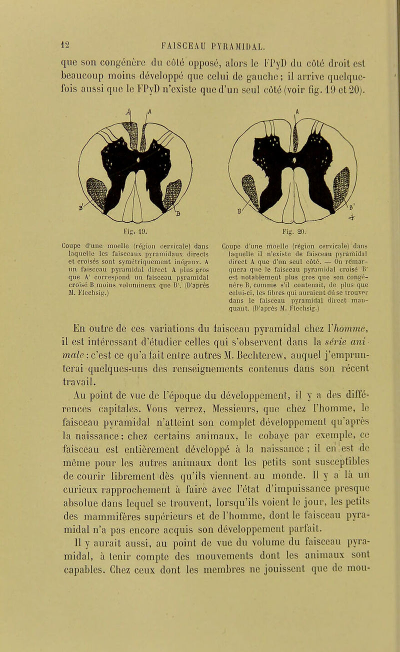 ([110 son congéiièiHî du côlé opposô, alors le l-i'yl) du côlô droit csl beaucoup moins développé que celui de gaucho; il arrive (juelquc- Ibis aussi que le FPvD n'cxisle que d'un seul côlé (voir fig. 19 et 20). Coupe d'une moelle fréjjion cervicale) dans Coupe d'une nioclle (région cervicale) dans En outre de ces variations du faisceau pyramidal chez l'homme, il est intéressant d'étudier celles qui s'observent dans la série ani maie : c'est ce qu'a fait cuire autres M. Bechtercw, auquel j'emprun- terai quelques-uns des renseignements contenus dans son récent travail. Au point de vue de l'époque du développement, il y a des diffé- rences capitales. Vous verrez, Messieurs, que chez l'homme, le faisceau pyramidal n'atteint son complet développement qu'après la naissance; chez certains animaux, le cobaye par exemple, ce faisceau est entièrement développé à la naissance; il on est de même pour les autres animaux dont les petits sont susceptibles de courir librement dès qu'ils viennent au monde. 11 y a là un curieux rapprochement à faire avec l'état d'impuissance presque absolue dans lequel se trouvent, lorsqu'ils voient le jour, les petits des mammifères supérieurs et de l'homme, dont le faisceau pyra- midal n'a pas encore acquis son développement parlait. 11 y aurait aussi, au point de vue du volume du faisceau pyra- midal, à tenir compte des mouvements dont les animaux sont capables. Chez ceux dont les membres ne jouissent que de mou- Fig. 19. Fig. 20. laquelle les faisceaux iiyramidaux directs et croises sont syméiriquement inégauv. A un faisceau pyramidal direct A plus gros que A' correspond un faisceau pyramidal croisé B moins volumineux que B'. (D'après M. Fleclisig.) laquelle il n'existe de faisceau pyramidal direct A que d'un seul côté. — On remar- quera que le faisceau pyramidal croisé li' est notablement plus gros que son congé- nère B, comme s'il contenait, de plus que celui-ci, les fibres qui auraient dùse trouver dans le faisceau pyramidal direct man- quant. (D'après 51. Fleclisig.)