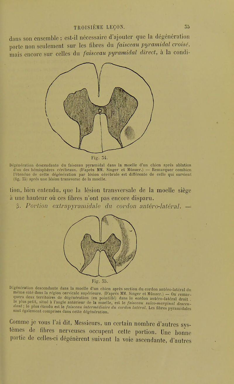 dans son ensemble ; est-il nécessaire d'ajouter que la dégénération porte non seulement sur les fibres du faisceau pyramidal croise. mais encore sur celles du faisceau pyramidal direct, à la condi- Dégénéralion descendante du faisceau pyramidal dans la moelle d'un chien après ablation d'un des hémisphères cérébraux. (D'après MM. Singer et Mùnzer.) — Remarquer combien retendue de cette dégénération par lésion cérébrale est différente de celle qui survient (fig. 3oj après une lésion Iransverse de la moelle. tion, bien entendu, que la lésion transvcj'sale de la moelle siège à une hauteur où ces fibres n'ont pas encore disparu. ^. Portion extrap-yramidale du cordon antéro-Iatéral. — Fig-. 55. Digénération descendante dans la moelle d'un chien après section du cordon anléro-latéral du nième côté dans la région cervicale supérieure. (D'après MM. Singer et Mûnzer.) — On lemar- quera deu.\ territoires de dégénération (en pointillé) dans le eordon antéro-latcral droit le plus petit, situé à l'angle antérieur de la moelle, est le faisceau sulcn-marginal desceii- danl ; le plus étendu est le faisceau inle.rniédiaire du cordon latéral. Les libres pvraiiiidalos sont également comprises dans cette dégénéralion. Comme je vous l'ai dit, Messieurs, un certain nombre d'autres sys- tèmes de fibres nerveuses occupent cette portion. Une bonne partie de celles-ci dégénèrent suivant la voie ascendante, d'autres