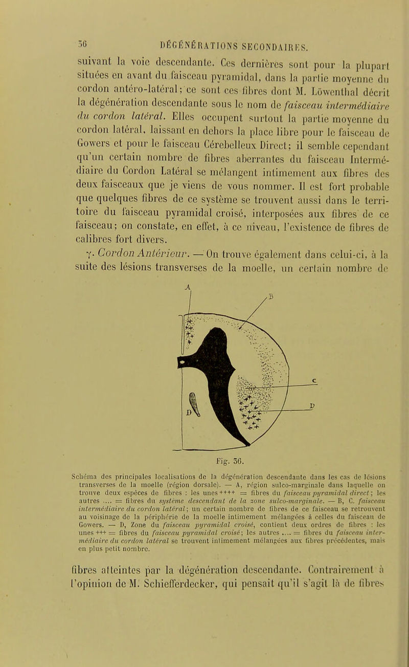 suivant la voie doscendanlc. Ces dernières sont pour la plupart situées en avant du faisceau pyramidal, dans la partie moyenne du cordon antcro-latéral; ce sont ces libres dont M. Lowenllial déciit la dégénéraiion descendante sous le nom de faisceau intermédiaire (lu cordon latéral. Elles occupent surtout la partie moyenne du cordon latéral, laissant en dehors la place libre pour le faisceau de Gowcrs et pour le faisceau Cérébelleux Direct; il semble cependant qu'un certain nombre de libres aberrantes du faisceau Intermé- diaire du Cordon Latéral se mélangent inlimeinent aux fibres des deux faisceaux que je viens de vous nommer. 11 est fort probable que quelques fibres de ce système se trouvent aussi dans le terri- toire du faisceau pyramidal croisé, interposées aux fibres de ce faisceau; on constate, en effet, à ce niveau, l'existence de fibres de calibres fort divers. Y- Cordon Antérieur. — On trouve également dans celui-ci, à la suite des lésions transverses de la moelle, un certain nombre de A F>g. 50. Scliéma des principales localisalions de la dt'gt^néi'alion descendante dans les cas de lésions iransverses de la moelle (région dorsale). — A, région siilco-niarginale dans laquelle on trouve deux espèces de fibres : les unes++++ = fibres du faisceau piiramidal direct \ les autres .... = libres du système descendant de la zone stdcu-mitrginnle. — B, C. faisceau intermédiaire du cordon latéral; un certain nombre de libres de ce faisceau se retrouvent au voisinage de la périphérie de la moelle intimement mélangées à celles du faisceau de Gowers. — D, Zone du faisceau pi/mmidal croisé, contient deux ordres do libres : les unes +++ = fibres du faisceau jiyramiilal croisé; les autres .... — fibres du faisceau inter- médiaire du cordon latéral se trouvent iniimement mélangées aux fibres précédentes, mais en plus petit nombre. fibres atteintes par la dégénération descendante. Conlraircment à l'opinion de M. Schiefferdecker, qui pensait qu'il s'agit là de fibre> 1