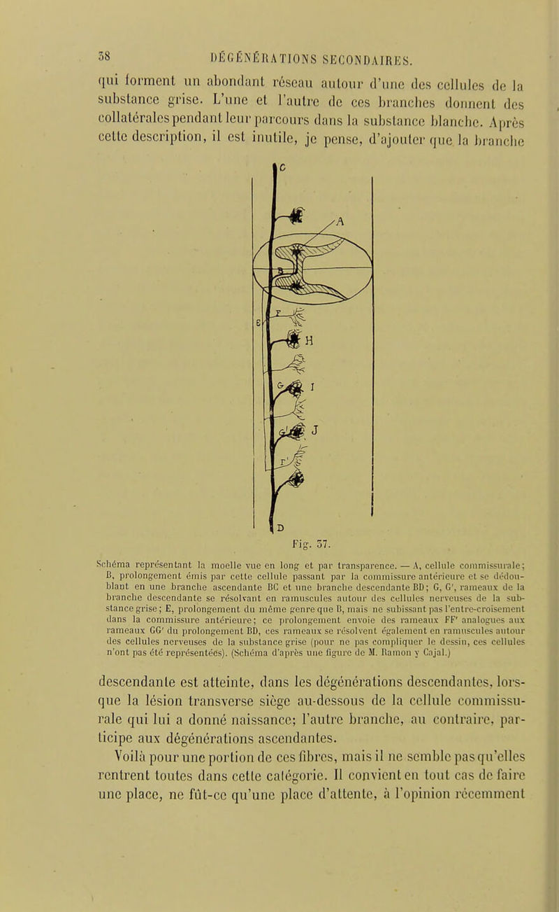 qui forment un abondant résoau aiilour d'imo des cellules de la substance grise. L'une et l'autre de ces branches donnent des collatérales pendant leur parcours dans la substance blanche. Après cette description, il est inutile, je pense, d'ajouter que la branche ■ f S' >- — ^ Fi-. 57. Schéma représentant la moelle vue en long et par transparence. — A, cellule coinniissurale; C, prolong-emcnt émis par celte cellule passant par la commissure antérieure et se dédou- blant en une branche ascendante CC et une branche descendante BD; G, G', rameaux de la branche descendante se résolvant en ramuscules autour des cellules nerveuses de la sub- stance grise; E, prolongement du même genre que B, mais ne subissant pas l'entre-croisenient dans la commissure antérieure; ce prolongement envoie des rameaux FF' analogues aux rameaux GG' du prolongement BD, ces rameaux se résolvent également on ramuscules autour des cellules nerveuses de la substance grise (pour ne pas compliquer le dessin, ces cellules n'ont pas été représentées). (Schéma d'api'ès une figure de M. Ranion y Cajal.) descendante est atteinte, dans les dégénérations descendantes, lors- que la lésion transverse siège au-dessous de la cellule commissu- rale qui lui a donné naissance; l'autre branche, au contraire, par- ticipe aux dégénérations ascendantes. Voilà pour une portion de ces fibres, mais il ne semble pas qu'elles rentrent toutes dans cette calégorie. Il convient en tout cas de faire une place, ne fut-ce qu'une place d'attente, à l'opinion récemment