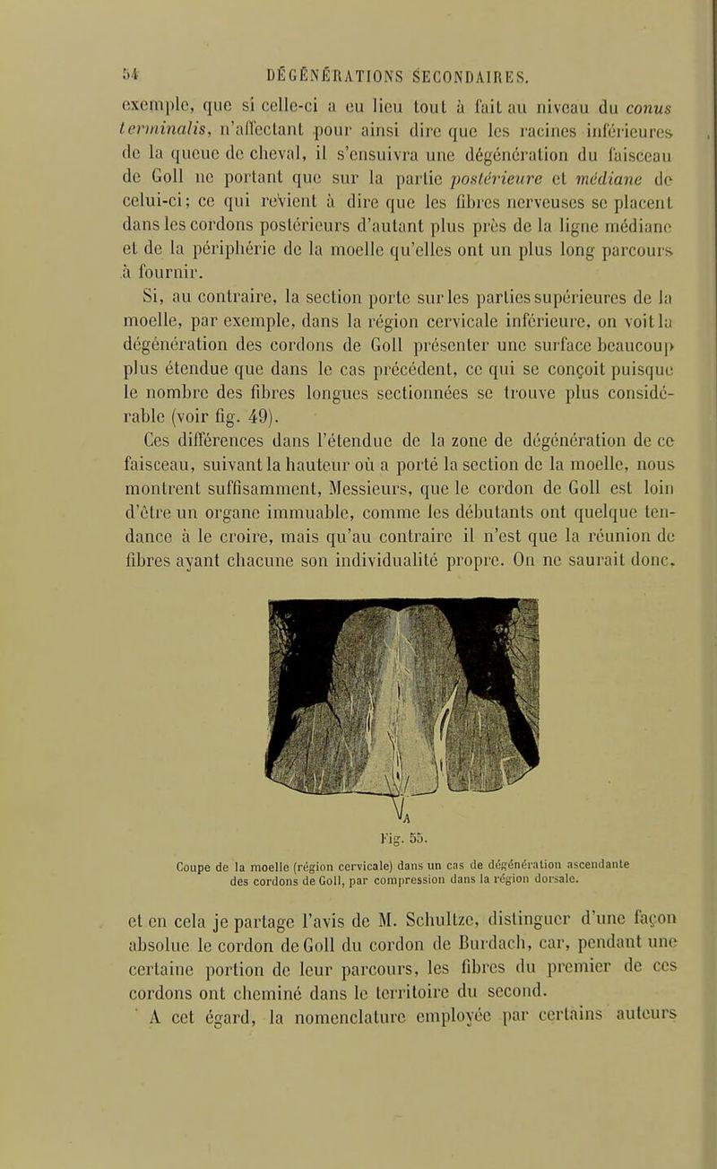 exemple, que si ccllc-ci a eu lieu tout à fait au niveau du conus lerminalis, n'aflectant pour ainsi dire que les racines inférieures de la queue de cheval, il s'ensuivra une dégéncralion du faisceau de GoU ne portant que sur la partie postérieure et médiane de celui-ci; ce qui reVient à dire que les fibres nerveuses se placent dans les cordons postérieurs d'autant plus près de la ligne médiane et de la périphérie de la moelle qu'elles ont un plus long parcours à fournir. Si, au contraire, la section porte sur les parties supérieures de la moelle, par exemple, dans la région cervicale inférieure, on voit lu dégénération des cordons de Goll présenter une surface beaucoup plus étendue que dans le cas précédent, ce qui se conçoit puisque le nombre des fibres longues sectionnées se trouve plus considé- rable (voir fîg. 49). Ces différences dans l'étendue de la zone de dégénération de ce faisceau, suivant la hauteur où a porté la section de la moelle, nous montrent suffisamment. Messieurs, que le cordon de Goll est loin d'ôtre un organe immuable, comme les débutants ont quelque ten- dance à le croire, mais qu'au contraire il n'est que la réunion de fibres ayant chacune son individuahté propre. On ne saurait donc. Fig. 55. Coupe de la moelle (région cervicale) dans un cas de désénération ascendante des cordons de Goll, par compression dans la rdgion dorsale. et en cela je partage l'avis de M. Schullze, distinguer d'une façon absolue le cordon de Goll du cordon de Burdach, car, pendant une certaine portion de leur parcours, les fibres du premier de ces cordons ont cheminé dans le territoire du second. A cet égard, la nomenclature employée par certains auteurs