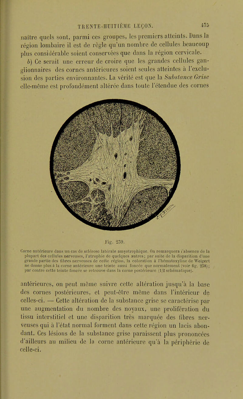 iiaitre quels sont, parmi ces groupes, les premiers atteints. Dans la région lombaire il est de règle qu'un nombre de cellules beaucoup plus considérable soient conservées que dans la région cervicale. b) Ce serait une erreur de croire que les grandes cellules gan- triionnaires des cornes antérieures soient seules atteintes à l'exclu- sion des parties environnantes. La vérité est que la Substance Grise elle-même est profondément altérée dans toute l'étendue des cornes Pig. 259. Corne anlcrieure dans un cas de sclérose latérale amyolrophiquc. On remarquera l'absence de la plupart des cellules nerveuses, l'atrophie de quelques autres; i)ar suite de la disparition d'une grande partie des libres nerveuses de celte rég^ion, la coloration à l'hcmaloxylino de Weigerl ne donne plus à la corne antérieure une teinte aussi foncée que normalement (voir lig. 258); par contre cette teinte foncée se retrouve dans la corne postérieure (1/2 schématique). antérieures, on peut même suivre cette altération jusqu'à la base des cornes postérieures, et peut-être même dans l'intérieur de celles-ci. — Cette altération de la substance grise se caractérise par une augmentation du nombre des noyaux, une prolifération du tissu interstitiel et une disparition très marquée des (ibres ner- veuses qui à l'état normal forment dans celte région un lacis abon- dant. Ces lésions de la substance grise paraissent plus prononcées d'ailleurs au milieu de la corne antérieure qu'à la périphérie de celle-ci.