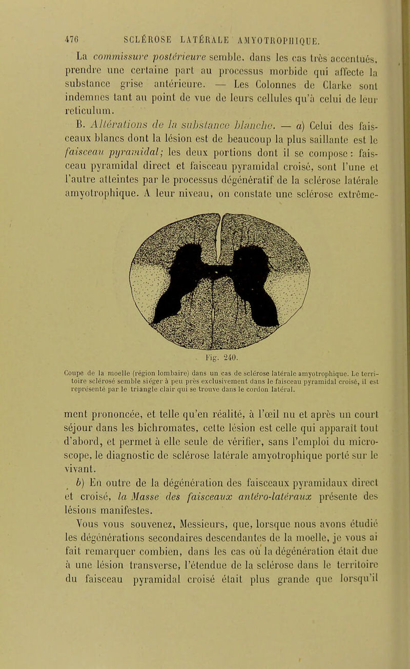 La commissure postérieure semble, dans les cas très accentués, prendre une certaine part au processus morbide qui affecte la substance grise antérieure. — Les Colonnes de Clarke sont indemnes tant au point de vue de leurs cellules qu'à celui de leur rcticulum. B. Allêrnlions do lu suhskiiica hlniicha. — a) Celui des fais- ceaux blancs dont la lésion est de beaucoup la plus saillante est le faisceau pyramidal; les deux portions dont il se compose: fais- ceau pyramidal direct et faisceau pyramidal croisé, sont l'une et l'autre atteintes par le processus dégcnératif de la sclérose latérale amyotropbique. A leur niveau, on constate une sclérose extrémc- Fig-. 240. Coupe de la moelle (région lombaire) dans un cas de sclérose latérale amyotrophique. Le terri- toire sclérosé semble siéger à peu près exclusivement dans le faisceau pyramidal croisé, il est représenté par le triangle clair qui se trouve dans le cordon latéral. ment pi ononcée, et telle qu'en réalité, à l'œil nu et après un court séjour dans les bichromates, cette lésion est celle qui apparaît tout d'abord, et permet à elle seule de vérifier, sans l'emploi du micro- scope, le diagnostic de sclérose latérale amyotrophique porté sur le vivant. b) Eu outre de la dégénération des faisceaux pyramidaux direct et croisé, la Masse des faisceaux antéro-lalêraux présente des lésions manifestes. Vous vous souvenez, Mcssiciu's, que, lorsque nous avons étudié les dégénérations secondaires descendantes de la moelle, je vous ai fait remarquer combien, dans les cas où la dégénération était due à une lésion transverse, l'étendue de la sclérose dans le territoire du faisceau pyramidal croisé était plus grande que lorsqu'il