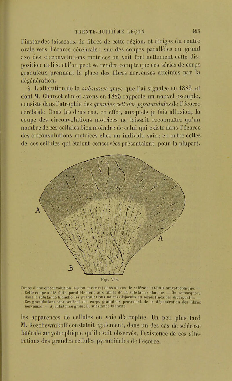 l'instar des faisceaux de fibres de celte région, et dirigés du centre ovale vers l'écorce cérébrale ; sur des coupes parallèles au grand axe des circonvolutions motrices on voit lort nettement cette dis- position radiée et l'on peut se rendre compte que ces séries de corps granuleux prennent la place des fibres nerveuses atteintes par la dégénération. p. L'altération de la substance grise que j'ai signalée en 1885, et dont iM. Charcot et moi avons en 1885 rapporté un nouvel exemple, consiste dans l'atrophie des fjrandes cellules pyramidales de l'écorce cérébrale. Dans les deux cas, en effet, auxquels je fais allusion, la coupe des circonvolutions motrices ne laissait reconnaître qu'un nombre de ces cellules bien moindre de celui qui existe dans l'écorce des circonvolutions motrices chez un individu sain; en outre celles de ces cellules qui étaient conservées présentaient, pour la plupart, Kip. m. Coupe <runc cii'convolulion (n'sion moti'icc) dniis un cas tic sclérose latérale aniyolrophiquc. — Celte coupe a été faite parallèleineiil aux libres de la substance blancbe. — On remarquera dans la substance blanclic les granulations noires disposées eu séries linéaires diverg;onlcs. — Ces granulations repi'ésentcnt des corps graïuileux provenant de la dégénéralion des fibres nerveuses. — A, substance grise; li, substance blancbo. les apparences de cellules en voie d'atrophie. Un peu plus tard M. Koschcwnikofr constatait également, dans un des cas de sclérose latérale amyotrophiquc qu'il avait observés, l'existence de ces alté- rations des grandes cellules pyramidales de l'écorce.