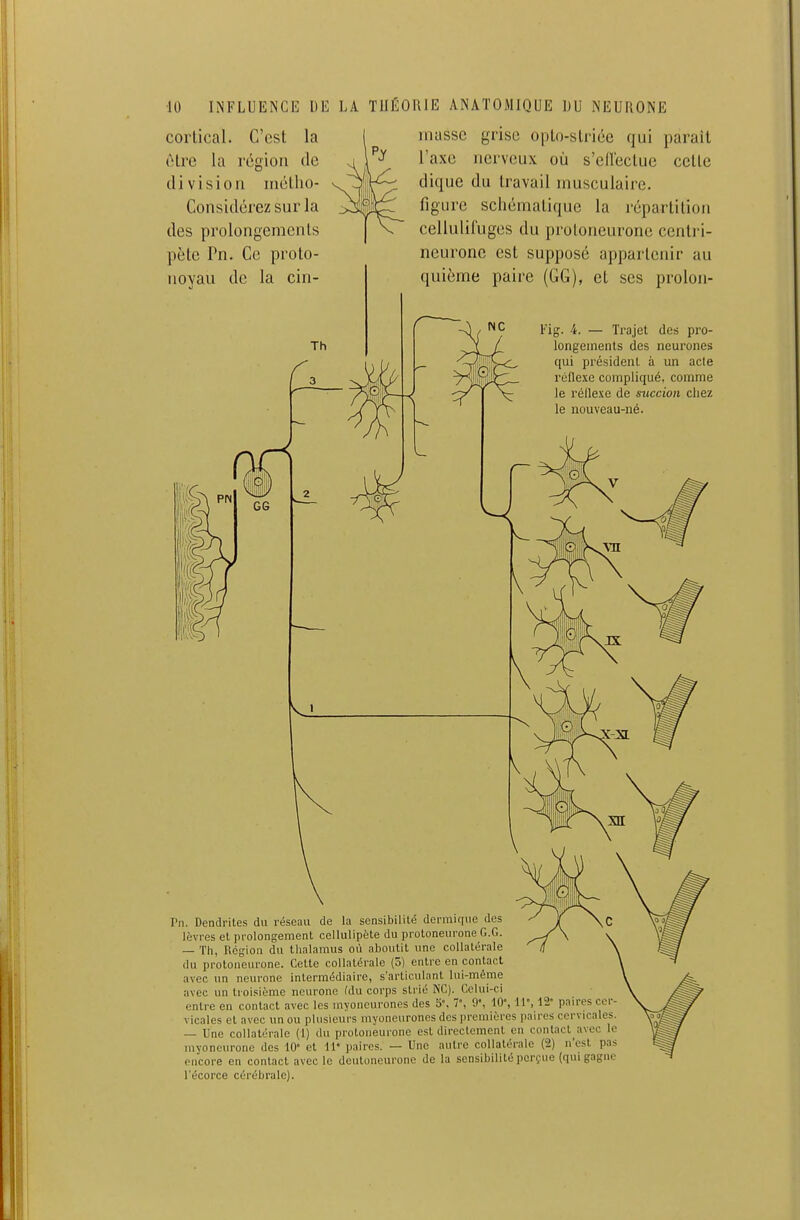 ■10 INFLUENCIil \)E coliical. C'est la être la région de division niéllio- Considérez sur la des prolongemcnls pète Pn. Ce proto- noyau de la cin- LA THÉORIE ANATOMIQUE IJU NEURONE niasse grise opto-striée qui parait Taxe nerveux où s'ellectue cette dique du travail musculaire, figure schématique la répartition cellulifuges du protoneurone cenlri- neurone est supposé appartenir au quième paire (GG), et ses prolon- Fig. 4. — Trajet des pro- longements des neurones qui président à un acle réflexe compliqué, comme le réflexe de succion chez le nouveau-né. Vn. Dendrites du réseau de la sensibilité denniriiie des lèvres et prolongement cellulipète du proloneiirone G.G. — Tli, Ilcgion du thalamus où aboutit une collatérale du protoiieurone. Cette collatérale (5) entre en contact avec un neurone intermédiaire, s'articiilant lui-même avec un troisième neurone (du corps strié NC). Celui-ci entre en contact avec les myoncurones des 5', 7% 9', 10% 11% 12' paires cer- vicales et avec un ou plusieurs myoneurones des premières paires cervicales. — Une collatérale (1) du proloneurone est directement en contact avec le myoneuronc des 10 et If paires. — Une autre collatérale (2) n'est pas encore en contact avec le deutoneurone de la sensibilité perçue (qui gagne l'écorce cérébrale).