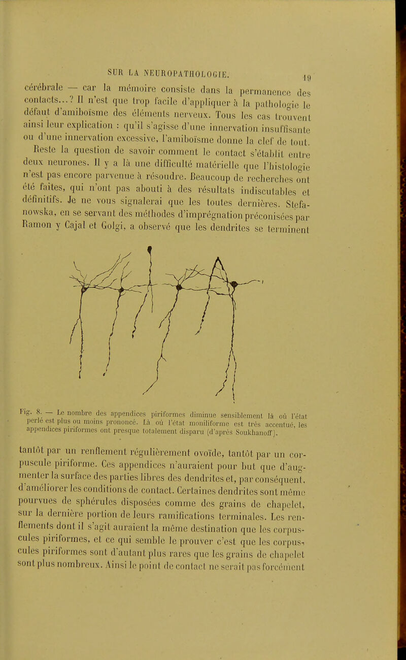 cérébrale — car la mémoire consiste dans la permanence des contacts...? Il n'est que trop lacile d'appliquer à la pathologie le défaut d'amiboïsmc des éléments nerveux. Tous les cas trouvent ainsi leur explication : qu'il s'agisse d'une innervation insuffisante ou d'une innervation excessive, l'amiboïsme donne la clef de tout. Reste la question de savoir comment le contact s'établit entre deux neurones. 11 y a là une difficulté matérielle que l'histologie n'est pas encore parvenue à résoudre. Beaucoup de recherches ont été faites, qui n'ont pas abouti à des résultats indiscutables et définitifs. Je ne vous signalerai que les toutes dernières. Stcfa- nowska, en se servant des méthodes d'imprégnation préconisées par Ramon y Cajal et Golgi, a observé que les dendrites se terminent I ig. 8. — Le nombre des appendices piriformes diminue sensiblement là où lelat perle est plus ou moins prononcé. Là où l'état moniliforme est très accentué les appendices piriformes ont presque totalement disparu (d'après Soukhanoff ). tantôt par un renflement régulièrement ovoïde, tantôt par un cor- puscule piriforme. Ces appendices n'auraient pour but que d'aug- menter la surface des parties libres des dendrites et, par conséquent d'améliorer les conditions de contact. Certaines dendrites sont mémo pourvues de sphérules disposées comme des grains de chapelet, sur la dernière portion de leurs ramifications terminales. Les i-eu- flements dont il s'agit auraient la môme destination que les corpus- cules piriformes, et ce qui semble le prouver c'est que les corpus, cules piriformes sont d'autant plus rares que les grains de chapelet sont plus nombreux. Ainsi le point de contact ne serait pas forcément