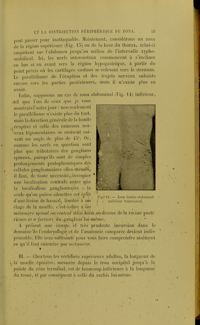 peut passer pour inalta([uablo. Maintenant, considérons un zona de la région supérieure (Fig. 15) ou de la base du thorax, celui-ci empiétant sur l'abdomen jusqu'au milieu de rintervalle xypho- ombilical. Ici, les nerfs intercostaux commencent à s'incliner en bas et en avant vers la région hypogaslriqiic, à partir du point précis où les cartilages costaux se relèvent vers le sternum. Le parallélisme de l'éruption et des trajets nerveux subsiste encore vers les parties postérieures, mais il n'existe plus en avant. Enfin, supposons un cas de zona abdominal (Fig. 14) inférieur, •tel que l'un de ceux que je vous montrais l'autre jour : non seulement le parallélisme n'existe plus du tout, mais la direction générale de la bande .jCriptive et celle des rameaux ner- veux tégumentaires se croisent sui- vant un angle de plus de 45°. Or, comme les nerfs en question sont plus que tributaires des ganglions spinaux, puisqu'ils sont de simples prolongements protoplasmiques des cellules ganglionnaires elles-n^ômés, il faut, de toute nécessité,,invoquer une localisation centrale autre qi'je la localisation ganglionnaire la seule qu'on puisse admettre est qellé d'une lésion de hasard, limitée à uii étage de la moelle, c'est-à-dire à an .. mélainère spinal, o\y'central situéilDien aù-dessus delà racine posté rieure et /'o?'hori du-.ganglion lui-même. A présent .une courte; et très prudente incursion dans le domaine'de l'embryorogie et de l'anatomie comparée devient indis- pensable: Elle sera suflisantc pour vous faire comprendre aiséiiienl ce qu'il faut entendre par me<amè?:e. • ■ Fig.* 14. ;— Zona lombo nlidominal ■ ' • inférieur transversal. 111. y— Chez tous les vertébrés supérieurs adultes, la longueur de .la moelle épinière, mesurée depuis le trou occipital jusqu'à la pointe du cône terminal, est de beaucoup inférieure à la longueur du li'onc, ët par conséquent à celle dii rachis lui-même.