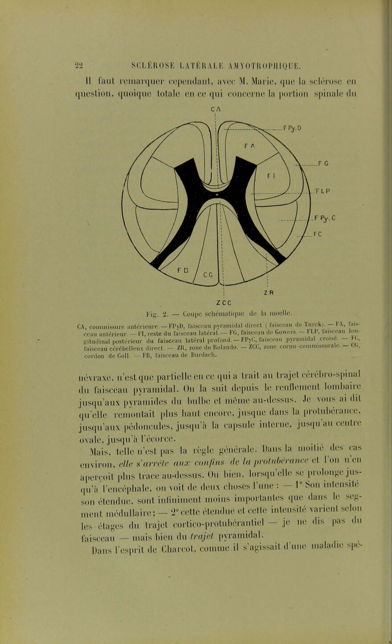 Il Caiil i('iiiar(|uur ('cpciidaiil, avcic M. Marie, (juu la sclérose en question, (luoiqiie lolale en ee (|ui concerne la portion spinaN; dn z R zcc Kig. ii. — Cuiii)c sclicmal.i(iue de lii moelle CA, commissure iinléi ieure. — Fl'yl), luisceau iiynimidal ilirt-cl ( riiiscoau de Tiiick). — FA, lais- ccaii anléiieur. — FI, lesle du laisceau latéral. - FG, faisceau de GowTrs. — H-1', laisccau loii- giludinal postérieur du faisceau latéral prolond.-FPyC, laisceau pyramidal croise. - FG, laisceau cérébelleux direct. — Zll, zoiic de Rolande. - ZCC, zone cornu-commissuralo. - GG. cordon de Coll. — FB, laisceau de Burdacli. névraxe, n'est que partielle en ce (jui a trait au ti'ajet cérébro-s|»inal (lu faisceau pyramidal. Ou la suit depuis le renilenient lombaire jusqu'aux pyramides du hulhe et même au-dessus. Je vous ai dit qu'elle remontait plus haut encore, jusque dans la protubérance, jusqu'aux pédoncules, jusqu'à la capsule interne, jusqu'au centre ovale, jusqu'à l'écorce. Mais, telle n'est pas la règle générale. Dans la moitié des cas environ, s'«;vv'/c aux eon/ins (le la prolubcmncc cl l'on n en aperçoit [dus trace au-dessus. Ou bien, lorsqu'elle se prolouoe jus- qu'àVencéphale, on voit de deux choses l'une : - T Son intensité son étendue, sont inliniinent moins importantes que dans le seg- ment médullaire; - '2cette étendue et celte intensité varient selon les étages du trajet cortico-pi'otubérantiel — je ne dis pas du laisceau — mais bien du trajet pyramidal. Dans l'esprit de Charcot, comme il s'agissait d'une maladie spe-