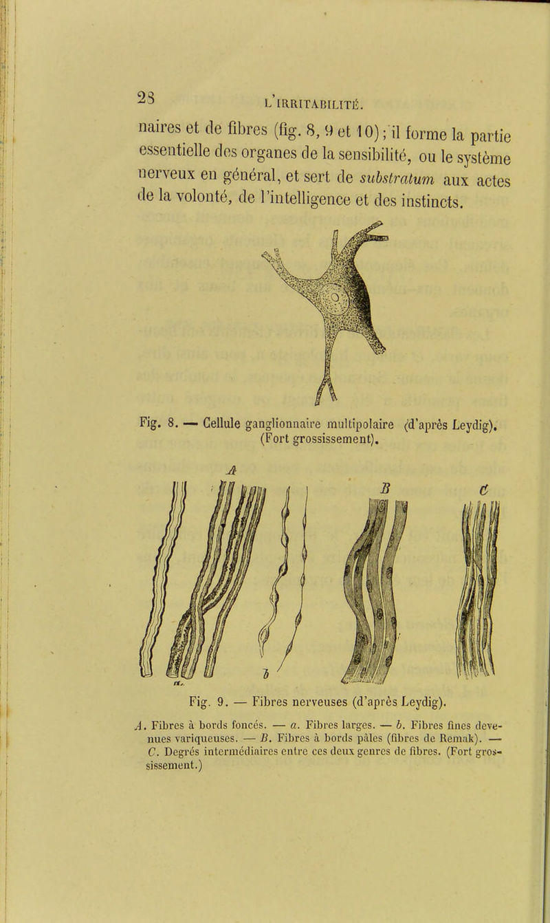 naires et de fibres (fig. 8, 9 et 10) ; il forme la partie essentielle des organes de la sensibilité, ou le système nerveux en général, et sert de substratum aux actes de la volonté, de l'intelligence et des instincts. Fig. 8. — Cellule ganglionnaire multipolaire (d'après Leydig), (Fort grossissement). j9 Fig. 9. — Fibres nerveuses (d'après Leydig). A. Fibres à bords foncés. — a. Fibres larges. — b. Fibres fines deve- nues variqueuses. — B. Fibres à bords pâles (fibres de Remak). — C. Degrés intermédiaires entre ces deux genres de fibres. (Fort gros- sissement.)