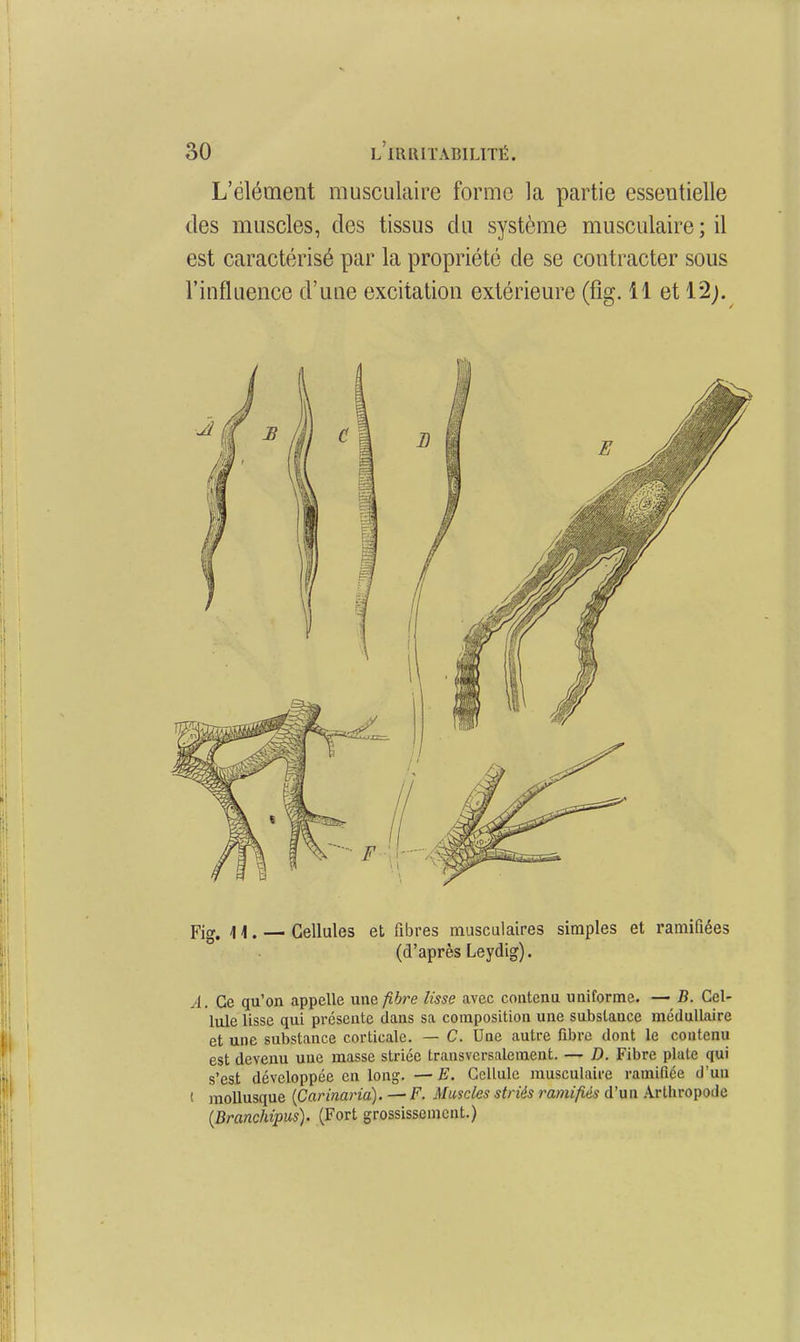 L'élément musculaire forme la partie essentielle des muscles, des tissus du système musculaire ; il est caractérisé par la propriété de se contracter sous l'influence d'une excitation extérieure (fig. 11 et 12;. Fig. 11. — Cellules et fibres musculaires simples et ramifiées (d'après Leydig). A. Ce qu'on appelle une fibre lisse avec contenu uniforme. — B. Cel- lule lisse qui présente dans sa composition une substance médullaire et une substance corticale, — C. Une autre fibre dont le contenu est devenu uue masse striée transversalement. — D. Fibre plate qui s'est développée en long. —■ E. Cellule musculaire ramifiée d'un t mollusque {Carinana). — F. Muscles striés ramifiés d'un Arthropode {Branchipus). (Fort grossissement.)