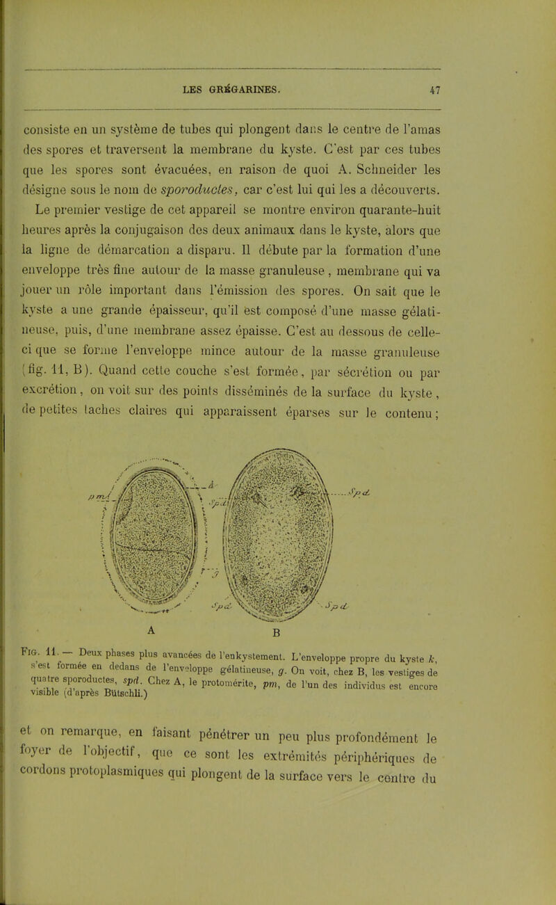 consiste en un système de tubes qui plongent dans le centre de l’amas des spores et traversent la membrane du kyste. C'est par ces tubes que les spores sont évacuées, en raison de quoi A. Schneider les désigne sous le nom de sporoducies, car c’est lui qui les a découverts. Le premier vestige de cet appareil se montre environ quarante-huit heures après la conjugaison des deux animaux dans le kyste, alors que la ligne de démarcation a disparu. Il débute par la formation d’une enveloppe très fine autour de la masse granuleuse , membrane qui va jouer un rôle important dans l’émission des spores. On sait que le kyste a une grande épaisseur, qu'il est composé d’une masse gélati- neuse, puis, d’une membrane assez épaisse. C’est au dessous de celle- ci que se forme l’enveloppe mince autour de la masse granuleuse (fig-11, B). Quand cette couche s’est formée, par sécrétion ou par excrétion, on voit sur des points disséminés de la surface du kyste , de petites lâches claires qui apparaissent éparses sur le contenu; FlG- 11 “ Deux Phases Plus avancées de l’enkystement. L’enveloppe propre du kyste k, s est tormee en dedans de l’enveloppe gélatineuse, g. On voit, chez B, les vestiges de quatre sporoductes, spcl. Chez A, le protomérite, pm, de l’un des individus est encore visible Q après Bütschli.) et on remarque, en taisant pénétrer un peu plus profondément le loyer de l’objectif, que ce sont les extrémités périphériques de cordons protoplasmiques qui plongent de la surface vers le contre du