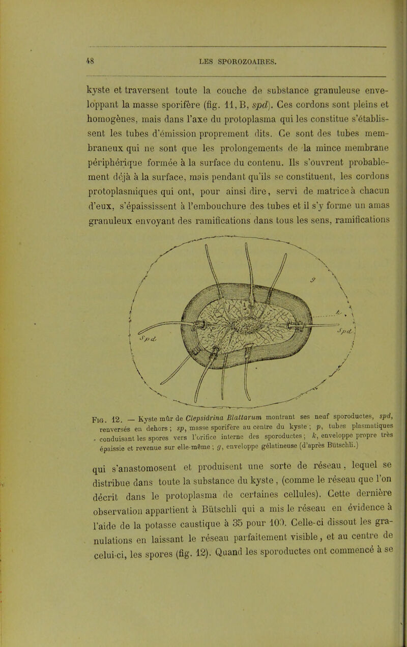 kyste et traversent toute la couche de substance granuleuse enve- loppant la masse sporifère (fig. 11, B, spd). Ces cordons sont pleins et homogènes, mais dans l’axe du protoplasma qui les constitue s’établis- sent les tubes d’émission proprement dits. Ce sont des tubes mem- braneux qui ne sont que les prolongements de la mince membrane périphérique formée à la surface du contenu. Ils s’ouvrent probable- ment déjà à la surface, mais pendant qu'ils se constituent, les cordons protoplasmiques qui ont, pour ainsi dire, servi de matrice à chacun d’eux, s’épaississent à rembouchure des tubes et il s’y forme un amas granuleux envoyant des ramifications dans tous les sens, ramifications Fig. 12. — Kyste mûr de Clepsidrina Blattarum montrant ses neuf sporoductes, spd, renversés en dehors ; sp, masse sporifère au centre du kyste ; p, tubes plasmatiques . conduisant les spores vers l’orifice interne des sporoductes ; k, enveloppe propre très épaissie et revenue sur elle-môme ; g, enveloppe gélatineuse (d’après BUtschli.) qui s’anastomosent et produisent une sorte de réseau, lequel se distribue dans toute la substance du kyste , (comme le réseau que l’on décrit dans le protoplasma de certaines cellules). Cette dernière observation appartient à Bütschli qui a mis le réseau en évidence à l’aide de la potasse caustique à 35 pour 103. Celle-ci dissout les gra nulations en laissant le réseau parfaitement visible, et au centre de celui-ci, les spores (fig. 12). Quand les sporoductes ont commencé à se