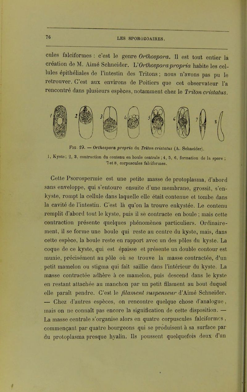 cules falciformes : c’est le genre Orthospora. Il est tout entier la création de M. Aimé Schneider. L’Orthosporapropria habite les cel- lules épithéliales de l’intestin des Tritons ; nous n’avons pas pu le retrouver. C’est aux environs de Poitiers que cet observateur l’a rencontré dans plusieurs espèces, notamment chez le 7riton cristatus. Fig. 19. — Orthospora propria du Triton cristatus (A. Schneider). 1, Kyste; 2, 3, contraction du contenu en boule centrale ; 4, 5, 6, formation de la spore ; 1 et 8, corpuscules falciformes. Cette Psorospermie est une petite masse de protoplasma, d’abord sans enveloppe, qui s’entoure ensuite d’une membrane, grossit, s’en- kyste, rompt la cellule dans laquelle elle était contenue et tombe dans la cavité de l’intestin. C'est là qu’on la trouve enkystée. Le contenu remplit d’abord tout le kyste, puis il se contracte en boule ; mais cette contraction présente quelques phénomènes particuliers. Ordinaire- ment, il se forme une boule qui reste au centre du kyste, mais, dans cette espèce, la boule reste en rapport avec un des pôles du kyste. La coque de ce kyste, qui est épaisse et présente un double contour est munie, précisément au pôle où se trouve la masse contractée, d’un petit mamelon ou stigma qui fait saillie dans l’intérieur du kyste. La masse contractée adhère à ce mamelon, puis descend dans le kyste en restant attachée au manchon par un petit filament au bout duquel elle paraît pendre. C’est le filament suspenseur d’Aimé Schneider. — Chez d’autres espèces, on rencontre quelque chose d’analogue, mais on ne connaît pas encore la signification de cette disposition. — La masse centrale s’organise alors en quatre corpuscules falciformes , commençant par quatre bourgeons qui se produisent à sa surface par du protoplasma presque hyalin. Ils poussent quelquefois deux d’un