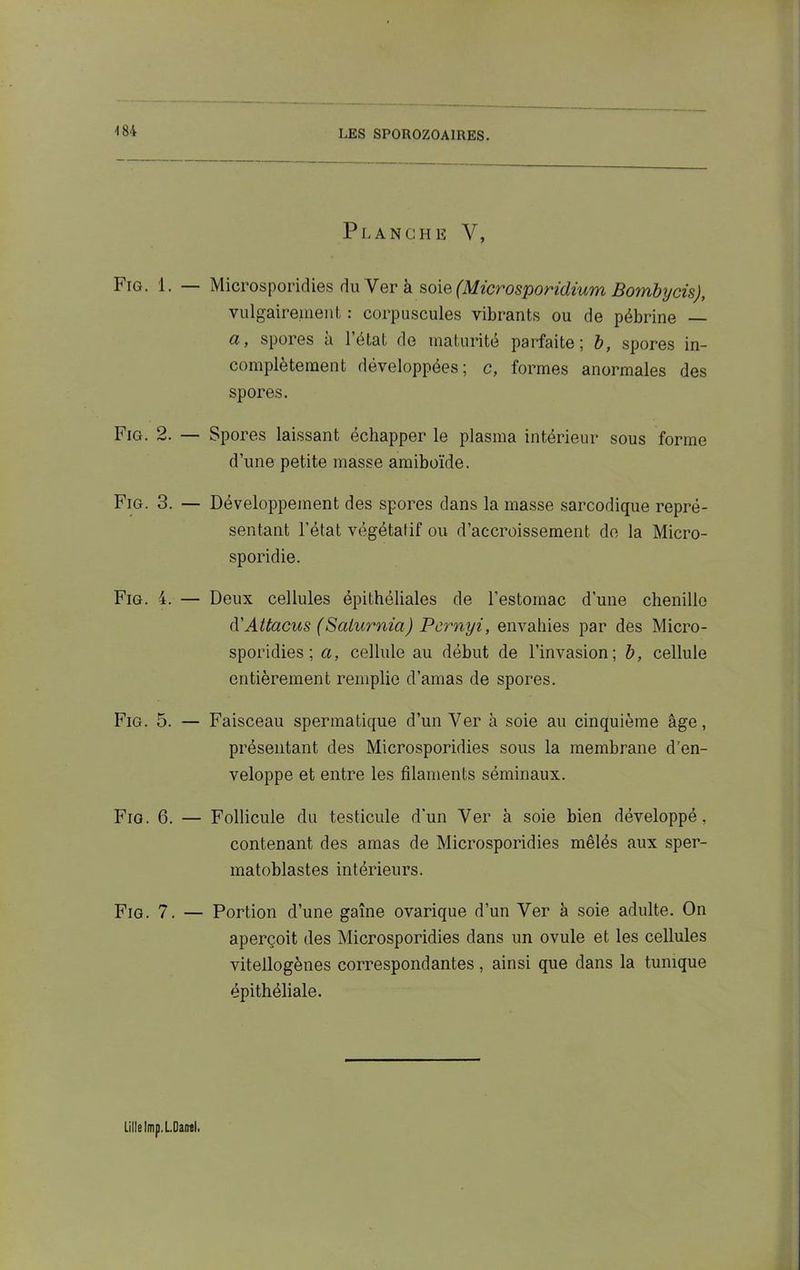 Planche V, Fig. 1. — Microsporidies du Ver à soie (Microsporidium Bombycis), vulgairement : corpuscules vibrants ou de pébrine — a, spores à l’état de maturité parfaite; b, spores in- complètement développées; c, formes anormales des spores. Fig. 2. — Spores laissant échapper le plasma intérieur sous forme d’une petite masse amiboïde. Fig. 3. — Développement des spores dans la masse sarcodique repré- sentant l’état végétatif ou d’accroissement de la Micro- sporidie. Fig. 4. — Deux cellules épithéliales de l’estomac d'une chenille (VAttacus (Salurnia) Pcrnyi, envahies par des Micro- sporidies; a, cellule au début de l’invasion; b, cellule entièrement remplie d’amas de spores. Fig. 5. — Faisceau spermatique d’un Ver à soie au cinquième âge, présentant des Microsporidies sous la membrane d’en- veloppe et entre les filaments séminaux. Fig. 6. — Follicule du testicule d'un Ver à soie bien développé, contenant des amas de Microsporidies mêlés aux sper- matoblastes intérieurs. Fig. 7. — Portion d’une gaîne ovarique d’un Ver à soie adulte. On aperçoit des Microsporidies dans un ovule et les cellules vitellogènes correspondantes, ainsi que dans la tunique épithéliale. Lille lmp. L.0an«l.