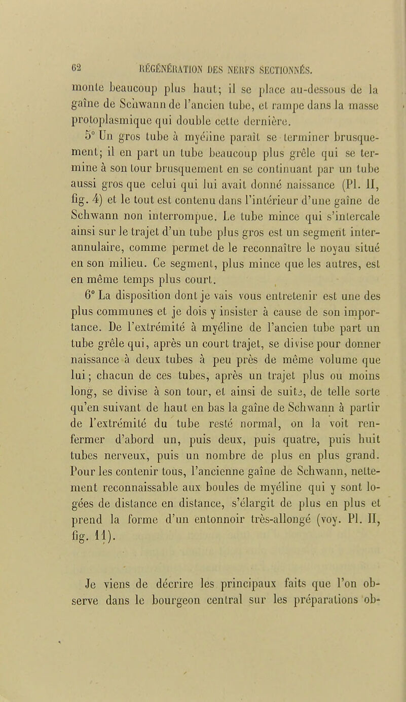 monle beaucoup plus haut; il se place au-dessous de la gaine de Schwann de l'ancien lube, et rampe dans la masse proloplasmique qui double celle dernière. 5° Un gros tube à myéline paraît se terminer brusque- ment; il en part un tube beaucoup plus grêle qui se ter- mine à son tour brusquement en se continuant par un tube aussi gros que celui qui lui avait donné naissance (Pl. II, fig. 4) et le tout est contenu dans l'intérieur d'une gaîne de Sclrwann non interrompue. Le tube mince qui s'intercale ainsi sur le trajet d'un tube plus gros est un segment inler- annulaire, comme permet de le reconnaître le noyau situé en son milieu. Ce segment, plus mince que les autres, est en même temps plus court. 6° La disposition dont je vais vous entretenir est une des plus communes et je dois y insister à cause de son impor- tance. De l'extrémité à myéline de l'ancien tube part un tube grêle qui, après un court trajet, se divise pour donner naissance à deux tubes à peu près de même volume que lui ; chacun de ces tubes, après un trajet plus ou moins long, se divise à son tour, et ainsi de suitj, de telle sorte qu'en suivant de haut en bas la gaîne de Schwann à partir de l'extrémité du tube resté normal, on la voit ren- fermer d'abord un, puis deux, puis quatre, puis huit tubes nerveux, puis un nombre de plus en plus grand. Pour les contenir tous, l'ancienne gaîne de Schwann, nette- ment reconnaissable aux boules de myéline qui y sont lo- gées de distance en distance, s'élargit de plus en plus et prend la forme d'un entonnoir très-allongé (voy. Pl. II, fig. il). Je viens de décrire les principaux faits que l'on ob- serve dans le bourgeon central sur les préparations ob-