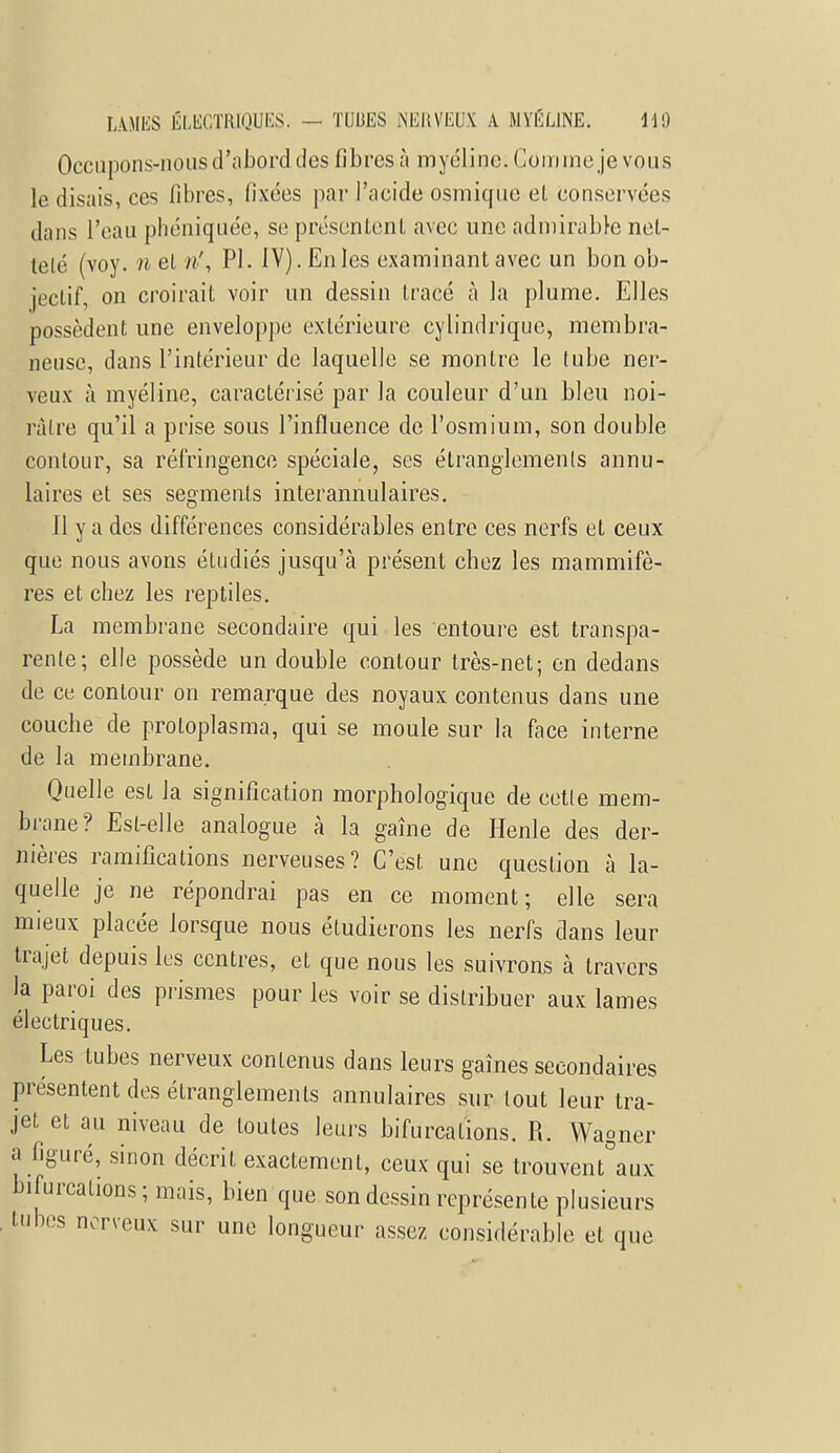 Occupons-nous d'abord des fibres à myéline. Comme je vous le disais, ces fibres, fixées par l'acide osmique et conservées dans l'eau phéniquée, se présentent avec une admirable nel- lelé (voy. n el ri, Pl. IV). En les examinant avec un bon ob- jectif, on croirait voir un dessin tracé à la plume. Elles possèdent une enveloppe extérieure cylindrique, membra- neuse, dans l'intérieur de laquelle se montre le tube ner- veux à myéline, caractérisé par la couleur d'un bleu noi- làlre qu'il a prise sous l'influence de l'osmium, son double contour, sa réfringence spéciale, ses étranglements annu- laires et ses segments interannulaires. Il y a des différences considérables entre ces nerfs et ceux que nous avons étudiés jusqu'à présent chez les mammifè- res et chez les reptiles. La membrane secondaire qui les entoure est transpa- rente; elle possède un double contour très-net; en dedans de ce contour on remarque des noyaux contenus dans une couche de proloplasma, qui se moule sur la face interne de la membrane. Quelle est la signification morphologique de cette mem- brane? Est-elle analogue à la gaîne de Henle des der- nières ramifications nerveuses? C'est une question à la- quelle je ne répondrai pas en ce moment; elle sera mieux placée lorsque nous étudierons les nerfs dans leur trajet depuis les centres, et que nous les suivrons à travers la paroi des prismes pour les voir se distribuer aux lames électriques. Les tubes nerveux contenus dans leurs gaines secondaires présentent des étranglements annulaires sur tout leur tra- jet et au niveau de toutes leurs bifurcations. R. Wagner a figuré, sinon décrit exactement, ceux qui se trouvent°aux bifurcations; mais, bien que son dessin représente plusieurs tubes nerveux sur une longueur assez considérable el que