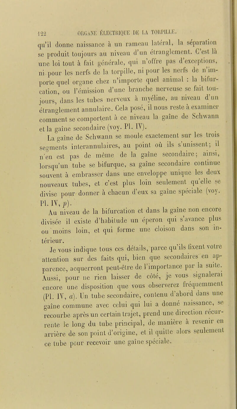 qu'il donne naissance à un rameau latéral, la séparation se produit toujours au niveau d'un étranglement. C'est là une loi tout à fait générale, qui n'offre pas d'exception-, ni.pour les nerfs de la torpille, ni pour les nerfs de n'im- porte quel organe chez n'importe quel animal : la bifur- cation, ou l'émission d'une branche nerveuse se fait tou- jours/dans les tubes nerveux à myéline, au niveau d'un 'étranglement annulaire. Cela posé, il nous reste à examiner comment se comportent à ce niveau la gaîne de Schvann et la gaîne secondaire (voy. Pl. IV). La ^aîne de Sehwann se moule exactement sur les trois segments interannulaires, au point où ils s'unissent; il n'en est pas de même de la gaîne secondaire; ainsi, lorsqu'un tube se bifurque, sa gaîne secondaire continue souvent à embrasser dans une enveloppe unique les deux nouveaux tubes, et c'est plus loin seulement qu'elle se divise pour donner à chacun d'eux sa gaîne spéciale (voy. Pl. IV, p). Au niveau de la bifurcation et dans la gaîne non encore divisée il existe d'habitude un éperon qui s'avance plus ou moins loin, et qui forme une cloison dans son in- térieur. Je vous indique tous ces détails, parce qu'ils fixent votre attention sur des faits qui, bien que secondaires en ap- parence, acquerront peut-être de l'importance par la suite. Aussi, pour ne rien laisser de côté,, je vous signalerai encore une disposition que vous observerez fréquemment (Pl. IV, a). Un tube secondaire, contenu d'abord dans une gaîne commune avec celui qui lui a donné naissance, se recourbe après un certain trajet, prend une direction récur- rente le long du tube principal, de manière à revenir en arrière de son point d'origine, et il quitte alors seulement ce tube pour recevoir une gaîne spéciale.