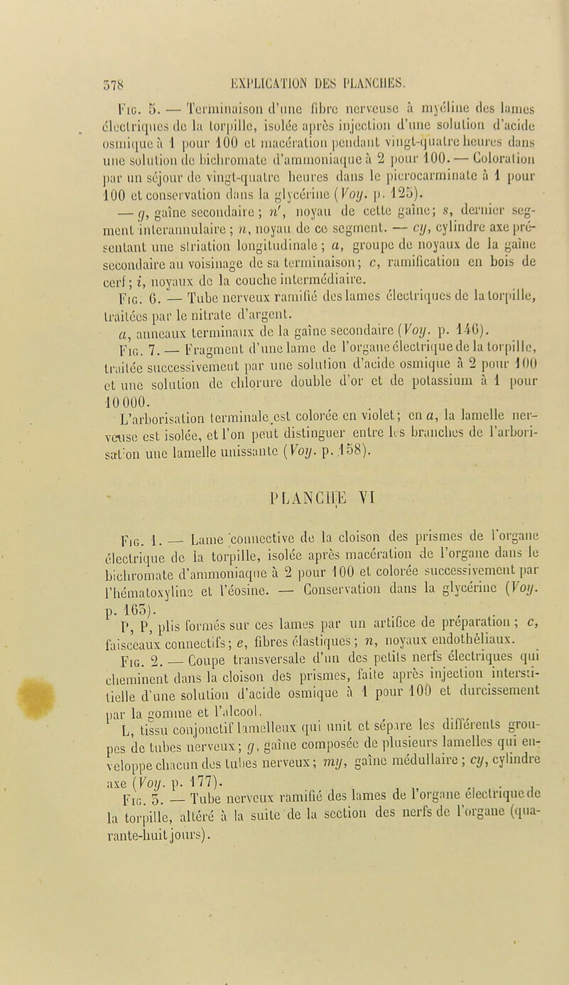 Fie. 5. — Terminaison d'une fibre nerveuse à myéline des lames éleclriques de la torpille, isolée après injection d'une solution d'acide osmique à 1 pour 100 et macération pendant vingt-quatre heures dans une solution de bichromate d'ammoniaque à 2 pour 100. — Coloration par un séjour de vingt-quatre heures dans le picrocarminate à 1 pour 100 et conservation dans la glycérine (Foy* p. 125). — g, gaine secondaire ; n', noyau de cette gaine; s, dernier seg- ment interannulaire ; n, noyau de ce segment. — cy, cylindre axe pré- sentant une slriation longitudinale ; a, groupe de noyaux de la gaine secondaire au voisinage de sa terminaison; c, ramification en bois de ccrl ; i, noyaux de la couche intermédiaire. pIG- g. — Tube nerveux ramifié des lames éleclriques de la torpille, traitées par le nitrate d'argent. a, anneaux terminaux de la gaine secondaire (Voy. p. 140). y\g. 7. — Fragment d'une lame de l'organe électrique de la torpille, traitée successivement par une solution d'acide osmique à 2 pour 100 et une solution de chlorure double d'or et de potassium à 1 pour 10 000. L'arborisation lerminale.cst colorée en violet; en a, la lamelle ner- veuse est isolée, et l'on peut distinguer entre hs brandies de l'arbori- sation une lamelle unissante (Voy. p. .158). PLANCHE VI i Fig. 1. — Lame connective de la cloison des prismes de l'organe électrique de la torpille, isolée après macération de l'organe dans le bichromate d'ammoniaque à 2 pour 100 et colorée successivement par l'hématoxyline et l'éosine. — Conservation dans la glycérine (Voy. p. 165). P, P, plis formés sur ces lames par un artifice de préparation ; c, faisceaux connectifs ; e, fibres élastiques ; n, noyaux endothèliaux. Fig. 2. — Coupe transversale d'un des petits nerfs électriques qui cheminent clans la cloison des prismes, faite après injection intersti- tielle d'une solution d'acide osmique à 1 pour 100 et durcissement par la comme et l'alcool. L, tissu conjonctif hmclleux qui unit et sépare les dilierents grou- pes de tubes nerveux; cj, gaîne composée de plusieurs lamelles qui en- veloppe chacun des tubes nerveux ; my, gaine médullaire ; cy, cylindre axe (Voy. p. 177). FlG, 5. _ Tube nerveux ramifié des lames de l'organe électrique de la torpille, altéré à la suite de la section des nerfs de l'organe (qua- rante-huit jours).