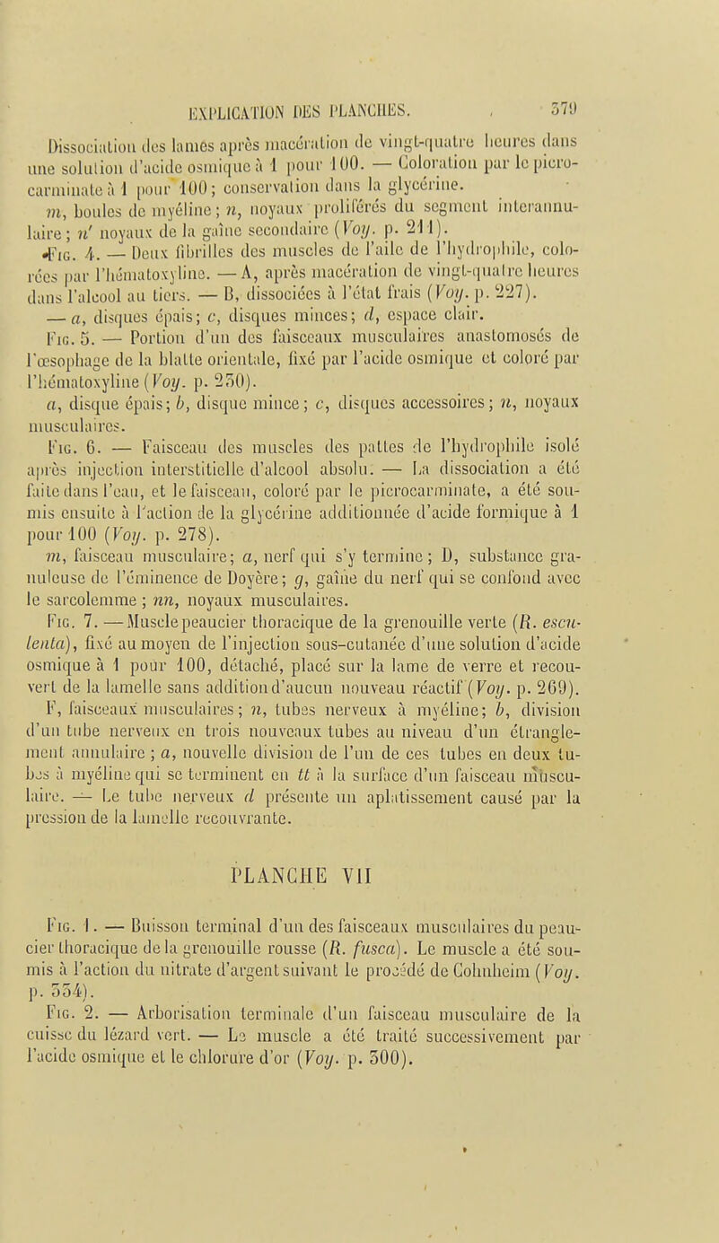 Dissociation îles lames après macération de vingt-quatre heures dans une solution d'acide osmique à 1 pour 100. — Coloration par le picro- carminaleà 1 pour 100; conservation dans la glycérine. m, boules de myéline ; n, noyaux prolifères du segment interannu- laire; »' noyaux de la gaîne secondaire {Voy. p. 211). «F,G. 4. _ [)oux fibrilles des muscles de l'aile de l'hydrophile, colo- rées par l'hématoxyline. — A, après macération de vingt-quatre heures dans l'alcool au tiers. — B, dissociées à l'état frais (Voy. p. 227). — a, disques épais; c, disques minces; d, espace clair. Fig. 5. — Portion d'un des faisceaux musculaires anastomosés de l'œsophage de la blatte orientale, fixé par l'acide osmique et coloré par l'hématoxyline (Voy. p. 250). a, disque épais; b, disque mince; c, disques accessoires; u, noyaux musculaires. Fig. 6. — Faisceau des muscles des pattes de l'hydrophile isolé après injection interstitielle d'alcool absolu. — ha dissociation a été laite dans l'eau, et le faisceau, coloré par le picrocarmiuate, a été sou- mis ensuite à Faction de la glycérine additionnée d'acide formique à 1 pour 100 (Voy. p. 278). m, faisceau musculaire; a, nerf qui s'y termine ; D, substance gra- nuleuse de l'éminence de Doyère; g, gaîiie du nerf qui se confond avec le sarcolemme ; nn, noyaux musculaires. Fie. 7. —Musclepeaucier thoracique de la grenouille verte (R. escu- lenta), fixé au moyen de l'injection sous-cutanéc d'une solution d'acide osmique à 1 pour 100, détaché, placé sur la lame de verre et recou- vert de la lamelle sans addition d'aucun nouveau réactif (Voy. p. 269). F, faisceaux musculaires ; n, tubes nerveux à myéline; b, division d'un tube nerveux en trois nouveaux tubes au niveau d'un étrangle- ment annulaire ; a, nouvelle division de l'un de ces tubes en deux lu- bjs à myéline qui se terminent en U à la surface d'un faisceau muscu- laire. — Le tube nerveux d présente un aplatissement causé par la pression de la lamelle recouvrante. PLANCHE VII Fig. 1. — Buisson terminal d'un des faisceaux musculaires du peau- cier thoracique de la grenouille rousse (R. fusca). Le muscle a été sou- mis à l'action du nitrate d'argent suivant le procédé de Colmheim (Voy. p. 554). Fig. 2. — Arborisation terminale d'un faisceau musculaire de la cuisse du lézard vert. — Le muscle a été traité successivement par l'acide osmique et le chlorure d'or (Voy. p. 300). I