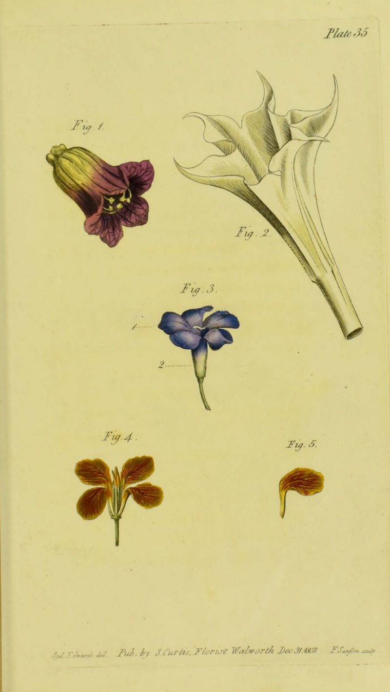 Tk/,’,V> J.Pur/^s,.FloriK<'t Walwort/i F.Sjinfi^n seu/r