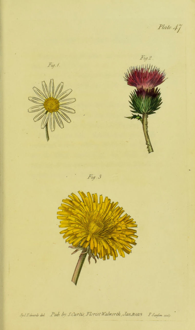 Fu^. /. Fiq 2. 3 SyJEdwar-JsM Fuh. by. SCurtis, IZ^rist^V'ii/.wortJi,Jait.3um FSay'om Muip