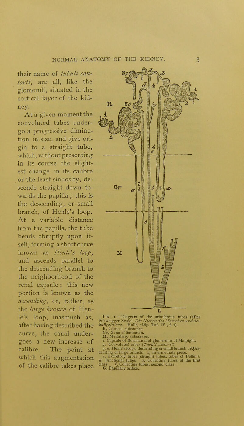 their name of tubuli con- torti, are all, like the glomeruli, situated in the cortical layer of the kid- ney. At a given moment the convoluted tubes under- go a progressive diminu- tion in.size, and give ori- gin to a straight tube, which, without presenting in its course the slight- est change in its calibre or the least sinuosity, de- scends straight down to- wards the papilla ; this is the descending, or small branch, of Henle's loop. At a variable distance from the papilla, the tube bends abruptly upon it- self, forming a short curve known as Henle's loop, and ascends parallel to the descending branch to the neighborhood of the renal capsule; this new portion is known as the ascending, or, rather, as the large branch of Hen- le's loop, inasmuch as, after having described the curve, the canal under- goes a new increase of calibre. The point at which this augmentation of the calibre takes place ft Fig. i.—Diagram of the uriniferous tubes (after Schweigger-Seidel, Die Nieren des Menschen uridder Bailgetkiere. Halle, 1865. Taf. IV., f. 1). R, Cortical substance. Gr, Zone of limitation. M, Medullary substance. 1, Capsule of Bowman and glomerulus of Malpighi. 2, Convoluted tubes {Tubulicontort'£). 3, it, Henle's loop?, descending or small branch : i.JAs- cending or large branch, c, Intermediate piece. 4, Excretory tubes (straight tubes, tubes of Hcllini). d, Junctional tubes, e, Collecting tubes of the first class, f. Collecting tubes, second class. G, Papillary orifice.