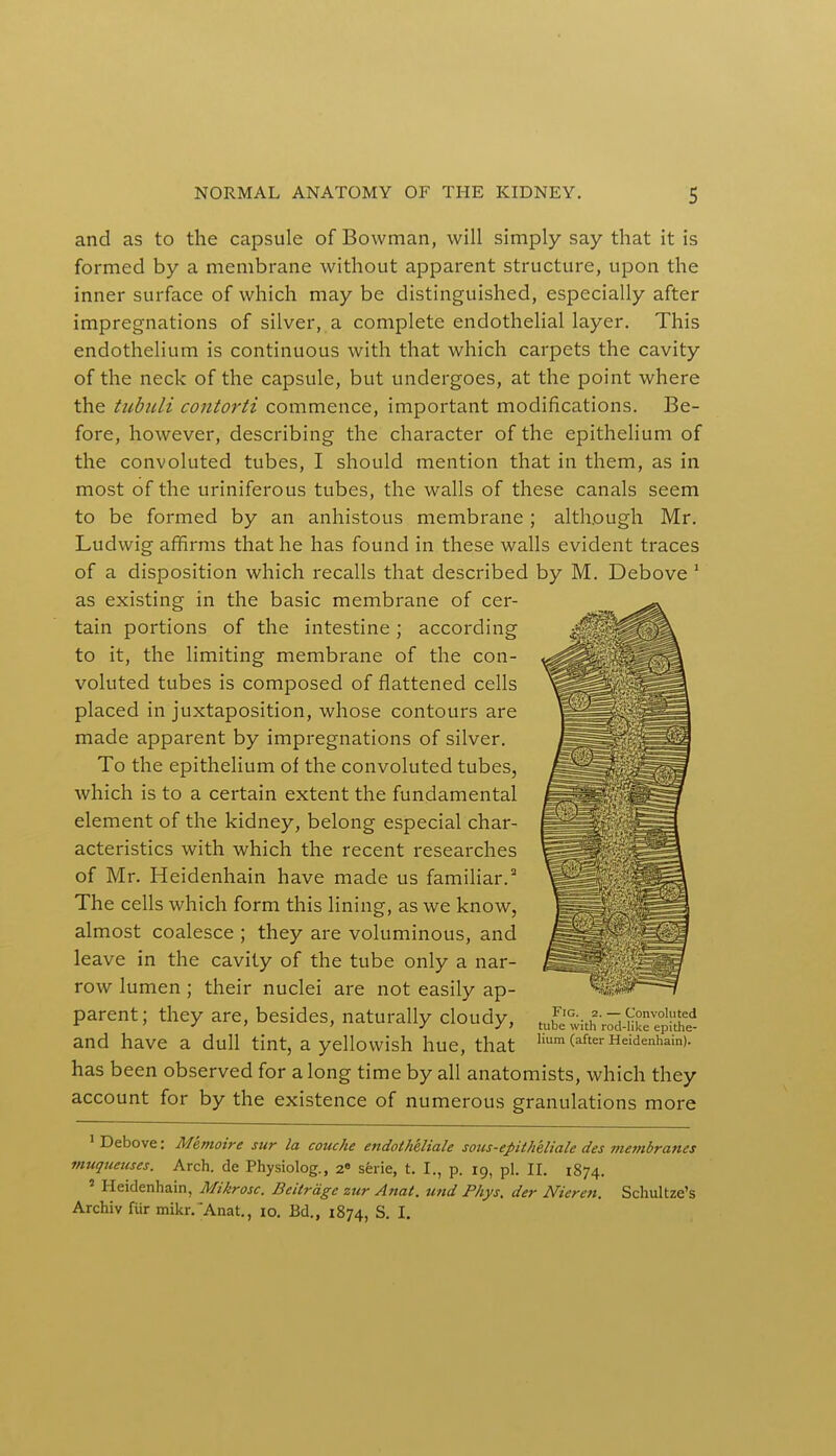 and as to the capsule of Bowman, will simply say that it is formed by a membrane without apparent structure, upon the inner surface of which may be distinguished, especially after impregnations of silver, a complete endothelial layer. This endothelium is continuous with that which carpets the cavity of the neck of the capsule, but undergoes, at the point where the tubuli contorti commence, important modifications. Be- fore, however, describing the character of the epithelium of the convoluted tubes, I should mention that in them, as in most of the uriniferous tubes, the walls of these canals seem to be formed by an anhistous membrane ; although Mr. Ludwig affirms that he has found in these walls evident traces of a disposition which recalls that described by M. Debove 1 as existing in the basic membrane of cer- tain portions of the intestine; according to it, the limiting membrane of the con- voluted tubes is composed of flattened cells placed in juxtaposition, whose contours are made apparent by impregnations of silver. To the epithelium of the convoluted tubes, which is to a certain extent the fundamental element of the kidney, belong especial char- acteristics with which the recent researches of Mr. Heidenhain have made us familiar.2 The cells which form this lining, as we know, almost coalesce ; they are voluminous, and leave in the cavity of the tube only a nar- row lumen; their nuclei are not easily ap- parent; they are, besides, naturally cloudy, and have a dull tint, a yellowish hue, that hum (after Heidenhai«>- has been observed for a long time by all anatomists, which they account for by the existence of numerous granulations more 1 Debove: Memoire sur la couche endothelial sous-epitheliale des membranes muqueuses. Arch, de Physiolog., 2e serie, t. I., p. 19, pi. II. 1874. 8 Heidenhain, Mikrosc. Beitrage zur Anat. und Phys. der Nieren. Schultze's Archiv fiir mikr. 'Anat., 10. Bd., 1874, S. I.