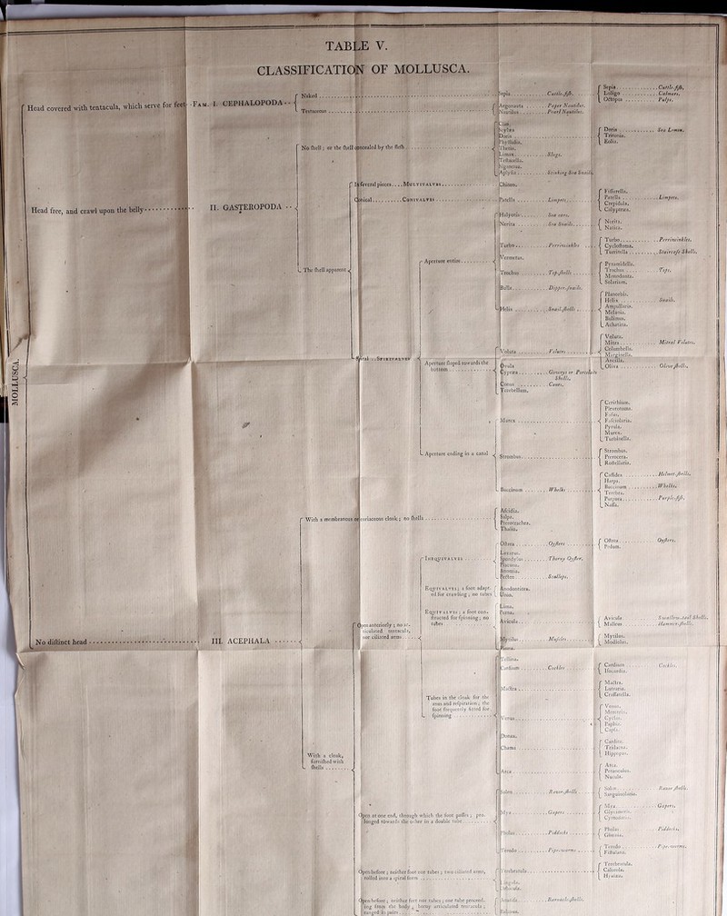 MOLLUSCA. Head covered with tentacula, which serve for feet • Fam, I. CEPHALOPODA- Naked .... Testaceous . . «pia CullU-fiJh. Argonauta Paper Nautilut. Nautilus Pearl Nautilus. {Sepia Cuttle-fjh, Loligo Calmars, Oftopus Pulps, Head free, and crawl upon the belly • II. GASTEROPODA No (hell} or the (hell concealed by the fle(h. riio jcylsa rhyllidia. jrhetis. Limax Slugs. Tcftacella. iig.^relus. ^plyfia Stinking Sea Snail \ Eolb. ‘Itfeyeralpieces... .Multivalvbs , C fllical CONIVALTBS .., L The (hell apparent ^ Ihiton. ’atclia Limpets,, r l~ Aperture entire. aral . .SriKivALVEa. . •< dalyotis’ Sea ears. Ncrita Sea Ss/aili. FilTurelb. Patella Limpets. Crcpidula. Calyptra:.'(. k Ncrita. Natica. Turbo Perritviniles Vermetus. Turbo Perritsiinkles. Cyclodoma. Turritella . Staireafe Shells. Trochus Top.Jhells Bull.i Dipper.fsiails. Pyramidella. Trochus Tops. Monodonta. . Solarium. fPlanorbis. Helix Snails, Biilimus. L Achatina. Aperture (loped towards the bottom \'oluta Volutes . Ovula Cypraa Goiusys or Force] fht Shells. Conus Cosies, ferebellum. - Aperture ending in a canal ^ $trombus. - Buccinutn Whelks . r Voluta. Mitra Mitral Volutes. J Columbella. J_T.3^.-lf^ineIla. Ancllla. [_ Oliva Oli'veJhells. Ccrithium. PIcurotoma. Ftifus. Fafciolaria. Pyrula. Murex. Turbinella. ' Strombus. Pterocera. Rollellaria. ■ With a membranous or coriaceous cloak; no (hells . r Cidldea Mmn.Jhlh. j Hdrpa, J Buccinum Whelks. ■ I Tcrebra. Purpura Purple.fjh. l_Naffa. Pterocrachca. Thalia. No diftinct head i HI. ACEPHALA With a cloak, furnilhedwith _ (hells Open anteriorly ; no ar- I liculated tentacul.i, ( nor ciliated arms.. . . Inbqoivalves • r Oftrea Oyjlers Lazarus. • ^ ^ndylus Thorssj/ Oyjler. I riacuna. &nomia. L Pe^len Scallops. ■ Oftrea Oyjlers. Pedum. Equivalves; a foot adapt, f Anodontites. L Unio. ed for crawling; no tubes I f Lima. Equivalvej : a footcon- Perna. liructed forfpinning; no 1 a • i Jytilus.. nna.— Tubes in the cloak for the anus and refpiration} the foot frequently fitted for. _ fpinning Tellina. * [^ardiiim Cockles . {Venus. Mcrctfix. Cyclas. Paphia. Capfi. Donax. r Cardita. J Tridacna. Hippopus. [!)hama . ^1} at one end, through which the foot pa(Tcs ; pro. j longed tpwards the other in a double tube Open before ; neither foot nor tubes; twociliafed arms, T ' rolled into a spiral form ’ Avicula S'walh'w.tail Shells. Malleus Uammer.Jhelts. . Mu/ctes ^ Mytilus. ' '■* \ Modiolus. f Cardium Cockles. \ Ifocardia. {Ma. Lut Cra MaOra. Lutraria. CrafTatella. {Area. Pctunculus. Nucula. - , n a rr if Solen Razor/hells. j. I Mya r Mya Gaper .Gapers ji J Glycimeris. ’ I Cyrtodari.1. Pholas Piidocks .... Teredo Pipe-njiarms , r Pholas. - ‘ ^ Giasnb. rTci I Fill Teredo Pipe, worms. Fiftulana. {Terebratula. Caiccola. H> alxa. ingula. )rbicula. d^n before; neither feet nor tubes; one tube proceed- f \natifa Barnacle.Jbells. I ing from the body ; horny articulated tentacula; < I pranged in pairs. ... \ palanus.