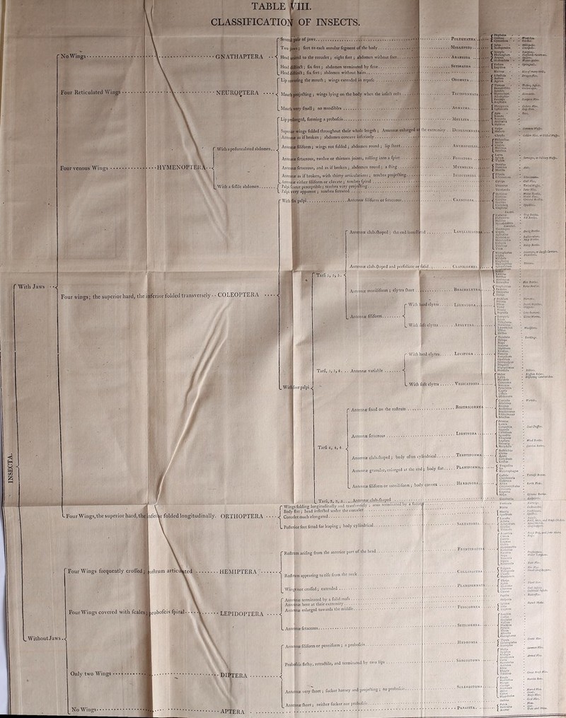 INSECTA. f With Jaws '•-« Four Reticulated Wings • TABLE pil. Scv«r4^ir of j'WS Two jaws; f^ct to each annular fcgment of the body Head ; fix feet j abdomen terminated by fct®. . Head dtRujft; fix feet; abdomen without hairs Lip covering the mouth ; wings extended in repofe .. NFUROPTERA Moutdprojefting; wings lying on the body when the infccl refts ... C With a pedunculated abdomen,. ^ With a feflile abdomen. MoutUvcry fmall; no mandibles Lip pit&ged, forming a probofeis Superifliwings folded throughout their whole length ; .\ntenns cnlargedi Antfny as if broken ; abdomen concave infcriorly Amea^Mliform; wings not folded ; abdomen round ; lip (hort Antcn»fctaceous, twelve or thirteen joints, rolling into a fpire Antcnffe as if broken, with thirty articulations ; terebra projefling.... -Antennae either filiform or clavate ; terebra fpiral Palpi icarcc perceptible; terebra very projefting L Palpi very apparent; terebra ferrated With ^ palpi Antennw filiform or fctaccous...... Four wings; the superior hard, the inferior folded transveisely- • COLEOPTERA y / Amwna club.ihaped ; the end Poltgkatha Millepede .. Seticauda .. Odonata .. Tectipe.vnata JOnlTiau Cymotboa f Jului C Scalopcndra C Scorpio 1 Pbalanglum C HydracJina C PoJiira I Lepifnia Riclniu - Ubellula AeOiiu HcmcTflblus Scfflbll* Myrmcicon Alf.il.iplun - Panom ' ^fUltp€jt4. ■ CinUptiu. ■ Sctrtieni. • Shrpierdi->U!liVtrt. ■ ffilrr-ipHtri. ■ Spnn^l^i, ■ liuift’toAjbvii, Agnatha. .. Mellita ... the extremity .. DupupENb-Ar.i ■norpa .iphlilla PlirygAiiiM Ephciiicn ApU Ijon-asU. Sitr^ta Pin. • Anthopiuua J ■ Fossatoba jfL. I Amlrxna Cliryn* rpMUniluu Scolia J Craliro . I McKlmu t Bembex mmen ini/pi, . Mtn Pin, or GiUtJ in/ps. IXSECTIRODA ). r l.arra J SiiUcx C ^ itwsti, or Solilaiy ll’ajpt. J FurniIc.A C MutlUa Uroceruj - Tciitbrcdo J Caralm. 1 Scaritts I CIcImteU LEIapliruf LtiCanii. Platyccrin Pairaliu SYiiodendron ehninmoni. all Pm. 'ailnllf'njfii, ’ av> Pm. Ur DttUn. UrPtai. <unj Bfitin. ruUiri. I- / . Wifl four palpi Tarfi 5, 5, 5. •< . LAMBLl/ICORNm . Antennx club-Oiapcd and perfoliate oijroJid., Ci..vvicoftKBA r Sra^iei. Gcfltnipct CnyiR Ai'lindiiu ScarabXLU McloloilCtii CctonU *]>IclilU4 Trox Klcroiihorui SlliOia NllldiilA EloiOioric. Hydroi'lillu. S|)li: Lcllirtu Byrrtiu, Antennx moniliform ; elytra (hort .. | BRAciiEETTRAj Witli hard elytra Ligs.^tora 1 Anicnns filiform 153S“” r 1. Wii With foft elytra Apalytra. 1 With hard clytr.a Lucipuoa . Tarfi, 5, 0, 4. . Antennx variable * 1 L With 1 B elytra Vesicatoria. a ItoSTRICORNE/ w:-. if-': i-;-' Lionivora Tarfi 4, 4, 4. , 1 Antennx club-fliapcd ; body often cyljndrical Teretipobma Antennx granular, enlarged at the enc ^ body flat.... Planiporma. ' Antennx filiform or moniliform ; bod convex Herdivora.; ' Eliler BiiytctUi >pyrti liVviU 'Idiiiliuiui MaL-iclibi) LymcxylDn Tlllii* Drilitu Tensbclo Ildoyt Blipi VovIJilitu DafHinX'. S«|il(lium Eiudlui PlinclU EtirycUorv Ojiatnim Scrro|uli»ii Dlapcrli illpoiiMxui Murucllii Mcloc blylabrli Ccrocom* Noloxui PytocUtoi IZt . OBdemcri f/iblni. Dlijftfiiig-Caniliaitdll, CurcuUo Atlclibui Brentui Anclirlinu Bracliycerui Ccriinblx Rancrda Callldlutn KudmlllU RlUglUID Lcinu L Four Wings, the superior hard, the J . Tarfi, 9, 3, 3 .... Antenn® club.ihaped r Wings folding longitudinally .nnd tranfverfely ; anus terminatcdby a force] Body flat; head inflefled under the corcelet nfeiy-folded longitudinally. ORTHOPTERA ...-J Corcelet much elongated NccycUll. ‘ UoRrlcIms Clerui ApalC Culydlum bydus TfOgoBiU bfycctoplugui CUTida Cliryfo;neU Galctuca Allica Cryjiiocepliiliu CtiuccrU CucclndU ITood Dtilhi. Cirrha Knilrl, TorUift Beillti Earih Pliai. ^Without Jaws ..< Four Wings frequently crofled; Four Wings covered with fcalesj^robofcis fpiral LPofterior feet fitted for leaping; body cylindrical. • Roftram arifing from the anterior part of the head. HEMIPTERA-. Roflnim appearing to rife from the neck . Win^not crolTed; extended LEPIDOPTERA •••• Antons terminated by a folid mafs .. AmcJnx.bent at their extremity Antewx enlarged towards the middle. . AnteiuB fctaceous r Anteio® filiform or penniform ; a probofeis I Probijfcls flelhy, retraailc, and terminated by two lips Only two Wings • ■ di^era No Wings* •APTERA ■ .•* AntcdDl very ihort; fucker homey and projefling; noprobofus. Anre|ina! Ihorr j ne'irhct fucker nor probofeis E'orficulA SUtU . r Maatit • • • SAbTATORIA..iv L fipcAnicn ’ leoculbi AclieU Acbrydluin I . FROMTIROdTBjl 1 Tnixflld AcaiRliU CImex Ccrrli Hydrometra Rcdiivliu Ran»ir* Xepi HAUCorlf Slgira Sp'inMii Bulla. Uifbirdi; ti-lgi. Cocbeachn* Sooihjaym, ■prCfrn. IJKIlfll. MJ, PM/, and llou/e Critb/li. StmiCrUlit/, Gra/iliJppni. . COLLIROSTRA*.. J • I’bA-VlPENNATA. KoconecU FiilgOfS 'rr utrjntni. Boat run. ri/t pin. Small Gra/ilitppi/n {Thrlp« Chertne* Cqccui .. PApUIO Hefperbi rlonl Un. Gall Infiill.. acUiiuel In/ecli, Bullerjlin. . Seticorsea.-vh . Bomblx ColTui  'IllUl Hqdil KoOu; PhAlciu Tine* AlliicR* (oeropliof'u Tipul* SCAtopnti Kufea att, Stmybsu* Cerli Ncinotelui Crant Pill. Cananon Pin, Antlirs Bfbla Rhifilo Tablnut r EmpU . SCLEROSTOMA. Bomblllui Myop* Conep> Sioinoxlt Alilu< Culex , Hippoboics OeRnu PuleX _ Cria! Usrfc P‘u. nuntu Bin.: { Pui'* . , > Pediculus t Acanll iirrui. ^ali. Hor/c Pm. Cad Pm, tUat. Liu.