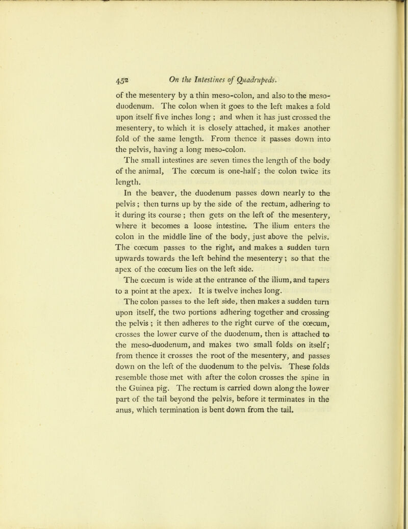 of the mesentery by a thin meso-colon, and also to the meso- duodenum. The colon when it goes to the left makes a fold upon itself five inches long ; and when it has just crossed the mesentery, to which it is closely attached, it makes another fold of the same length. From thence it passes down into the pelvis, having a long meso-colon. The small intestines are seven times the length of the body of the animal. The coecum is one-half; the colon twice its length. In the beaver, the duodenum passes down nearly to the pelvis ; then turns up by the side of the rectum, adhering to it during its course ; then gets on the left of the mesentery, where it becomes a loose intestine. The ilium enters the colon in the middle line of the body, just above the pelvis. The coecum passes to the right, and makes a sudden turn upwards towards the left behind the mesentery; so that the apex of the coecum lies on the left side. The coecum is wide at the entrance of the ilium, and tapers to a point at the apex. It is twelve inches long. The colon passes to the left side, then makes a sudden turn upon itself, the two portions adhering together and crossing the pelvis ; it then adheres to the right curve of the coecum, crosses the lower curve of the duodenum, then is attached to the mesa-duodenum, and makes two small folds on itself; from thence it crosses the root of the mesentery, and passes down on the left of the duodenum to the pelvis. These folds resemble those met with after the colon crosses the spine in the Guinea pig. The rectum is carried down along the lower part of the tail beyond the pelvis, before it terminates in the anus, which termination is bent down from the tail.