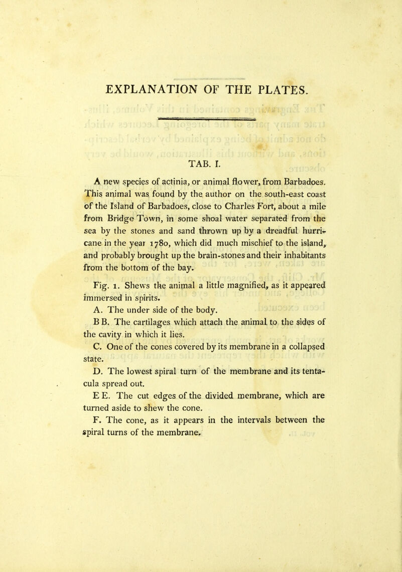 EXPLANATION OF THE PLATES. TAB. I. A new species of actinia, or animal flower, from Barbadoes. This animal was found by the author on the south-east coast of the Island of Barbadoes, close to Charles Fort, about a mile from Bridge Town, in some shoal water separated from the sea by the stones and sand thrown up by a dreadful hurri- cane in the year 1780, which did much mischief to the island, and probably brought up the brain-stones and their inhabitants from the bottom of the bay. Fig. 1. Shews the aninial a little magnified, as it appeared immersed in spirits. A. The under side of the body. B B. The cartilages which attach the animal to the sides of the cavity in which it lies. C. One of the cones covered by its membrane in a collapsed state. D. The lowest spiral turn of the membrane and its tenta- cula spread out. E E. The cut edges of the divided membrane, which are turned aside to shew the cone. F. The cone, as it appears in the intervals between the spiral turns of the membrane.