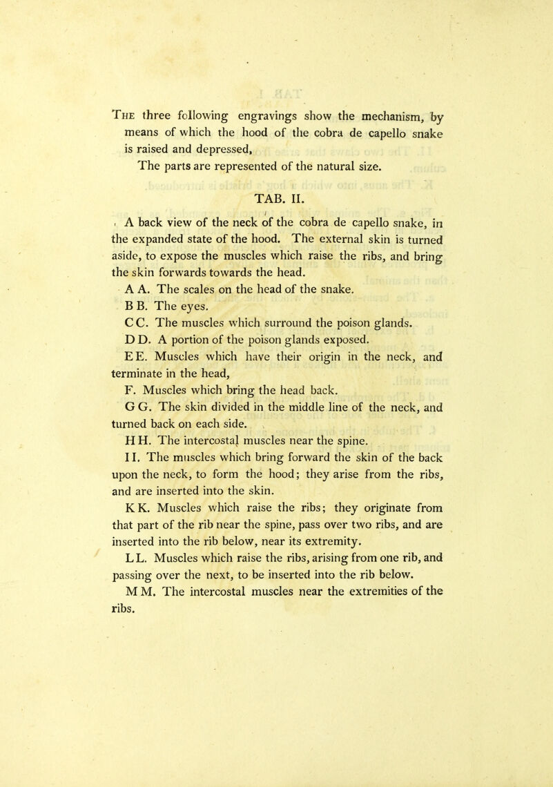 The three following engravings show the mechanism, by means of which the hood of the cobra de capello snake is raised and depressed. The parts are represented of the natural size. TAB. II. I A back view of the neck of the cobra de capello snake, in the expanded state of the hood. The external skin is turned aside, to expose the muscles which raise the ribs, and bring the skin forwards towards the head. A A. The scales on the head of the snake. B B. The eyes. CC. The muscles which surround the poison glands. D D. A portion of the poison glands exposed. EE. Muscles which have their origin in the neck, and terminate in the head, F. Muscles which bring the head back. G G. The skin divided in the middle line of the neck, and turned back on each side. H H. The intercostal muscles near the spine. 11. The muscles which bring forward the skin of the back upon the neck, to form the hood; they arise from the ribs, and are inserted into the skin. KK. Muscles which raise the ribs; they originate from that part of the rib near the spine, pass over two ribs, and are inserted into the rib below, near its extremity. L L. Muscles which raise the ribs, arising from one rib, and passing over the next, to be inserted into the rib below. M M. The intercostal muscles near the extremities of the ribs.