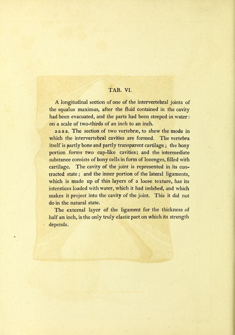 A longitudinal section of one of the intervertebral joints of the squalus maximus, after the fluid contained in the cavity had been evacuated, and the parts had been steeped in v^'ater: on a scale of two-thirds of an inch to an inch. aaaa. The section of tv^o vertebrae, to shew the mode in which the intervertebral cavities are formed. The vertebra itself is partly bone and partly transparent cartilage; the bony portion forms two cup-like cavities; and the intermediate substance consists of bony cells in form of lozenges, filled with cartilage. The cavity of the joint is represented in its con- tracted state; and the inner portion of the lateral ligaments, which is made up of thin layers of a loose texture, has its interstices loaded with water, which it had imbibed, and which makes it project into the cavity of the joint. This it did not do in the natural state. The external layer of the hgament for the thickness of half an inch, is the only truly elastic part on which its strength depends.