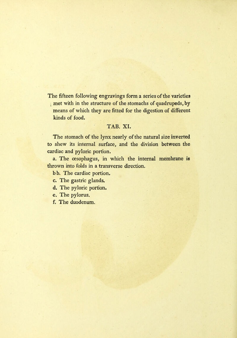 The fifteen following engravings form a series of the varieties met with in the structure of the stomachs of quadrupeds, by means of which they are fitted for the digestion of different kinds of food. TAB. XI. The stomach of the lynx nearly of the natural size inverted to shew its internal surface, and the division between the cardiac and pyloric portion. a. The oesophagus, in which the internal membrane is thrown into folds in a transverse direction. bb. The cardiac portion. c. The gastric glands, d. The pyloric portion. e. The pylorus. f. The duodenum.