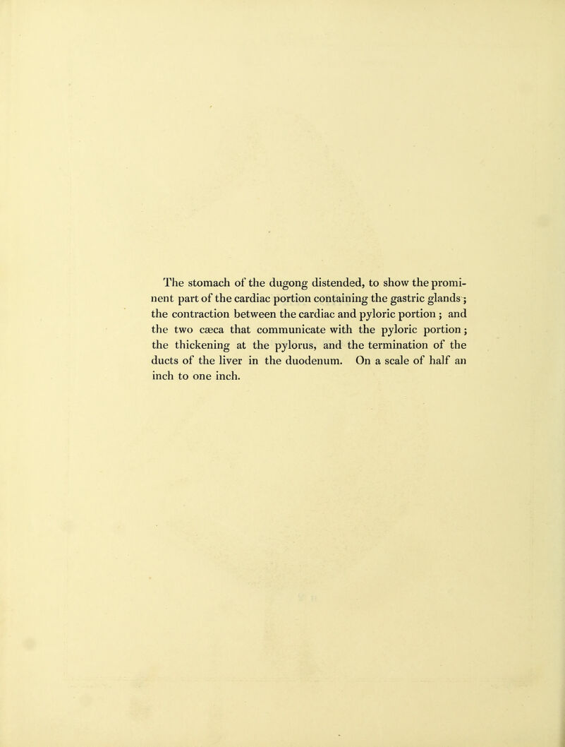 The stomach of the dugong distended, to show the promi- nent part of the cardiac portion containing the gastric glands^ the contraction between the cardiac and pyloric portion ; and the two cseca that communicate with the pyloric portion; the thickening at the pylorus, and the termination of the ducts of the liver in the duodenum. On a scale of half an inch to one inch.