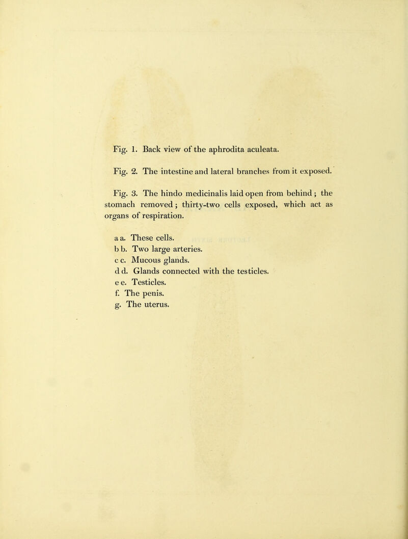 Fig. 1. Back view of the aphrodita aculeata. Fig. 2. The intestine and lateral branches from it exposed. Fig. 3. The hindo medicinalis laid open from behind ; the stomach removed; thirty-two cells exposed, which act as organs of respiration. a a. These cells. b b. Two large arteries. c c. Mucous glands. dd. Glands connected with the testicles, e e. Testicles. £ The penis, g. The uterus.