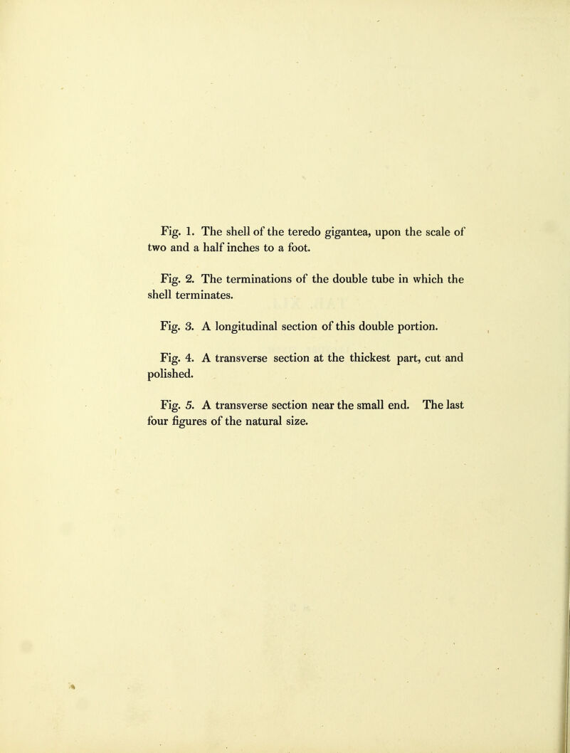 Fig. 1. The shell of the teredo gigantea, upon the scale of two and a half inches to a foot. Fig. 2. The terminations of the double tube in which the shell terminates. Fig. 3. A longitudinal section of this double portion. Fig. 4. A transverse section at the thickest part, cut and polished. Fig. 5. A transverse section near the small end. The last four figures of the natural size.