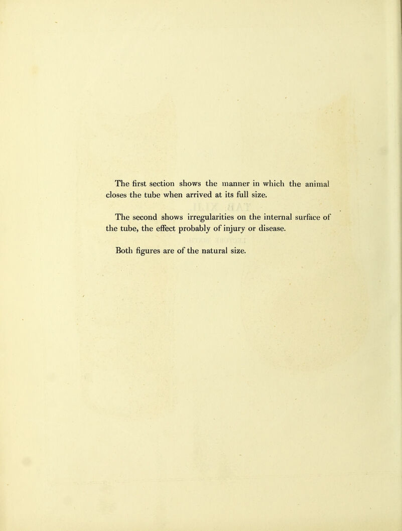 The first section shows the manner in which the animal closes the tube when arrived at its fiiU size. The second shows irregularities on the internal surface of the tube, the effect probably of injury or disease.