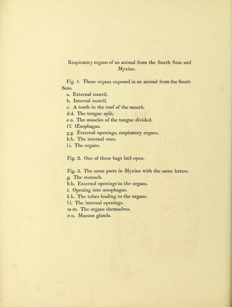 Respiratory organs of an animal from the South Seas and Mjxine. Fig. 1. These organs exposed in an animal from the South Seas. a. External nostril. h. Internal nostril. c. A tooth in the roof of the mouth, d d. The tongue split, e e. The muscles of the tongue divided, ff QEsophagus. gg. External openings, respiratory organs, hh. The internal ones, i i. The organs. Fig. 2. One of these bags laid open. Fig. 3, The same parts in Myxine with the same letters, g. The stomach. h h. External openings to the organs. i. Opening into oesophagus. k k. The tubes leading to the organs. 11. The internal openings, m ra. The organs themselves, n v\. Mucous glands.