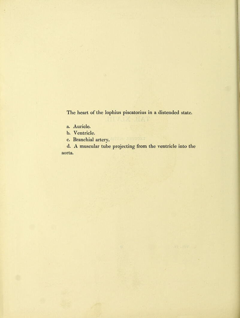 The heart of the lophius piscatorius in a distended state. a. Auricle. b. Ventricle. c. Branchial artery. d. A muscular tube projecting from the ventricle into the aorta.