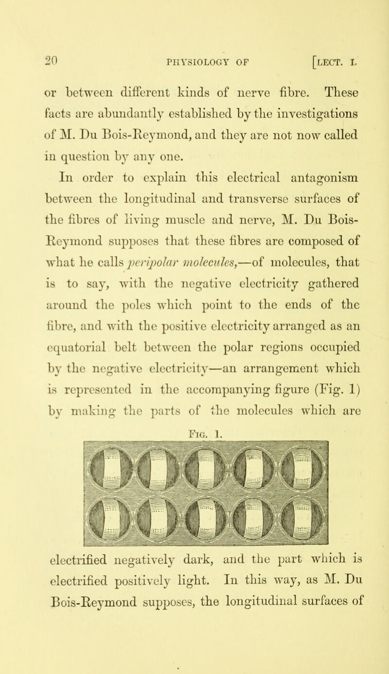 or between different kinds of nerve fibre. These facts are abundantly establisbed by tlie investigations of M. Du Bois-Reymond, and they are not now called in question by any one. In order to explain this electrical antagonism between the longitudinal and transverse surfaces of the fibres of living muscle and nerve, M. Du Bois- Reymond supposes that these fibres are composed of what he calh 2^enj)oIar moleculen,—of molecules, that is to say, with the negative electricity gathered around the poles which point to the ends of the fibre, and with the positive electricity arranged as an equatorial belt between the polar regions occupied by the negative electricity—an arrangement which is represented in the accompanying figure (Fig. 1) by making the parts of the molecules which are Fig. 1. electrified negatively dark, and the part wliich is electrified positively light. In this way, as M. Du Bois-Reymond supposes, the longitudinal surfaces of