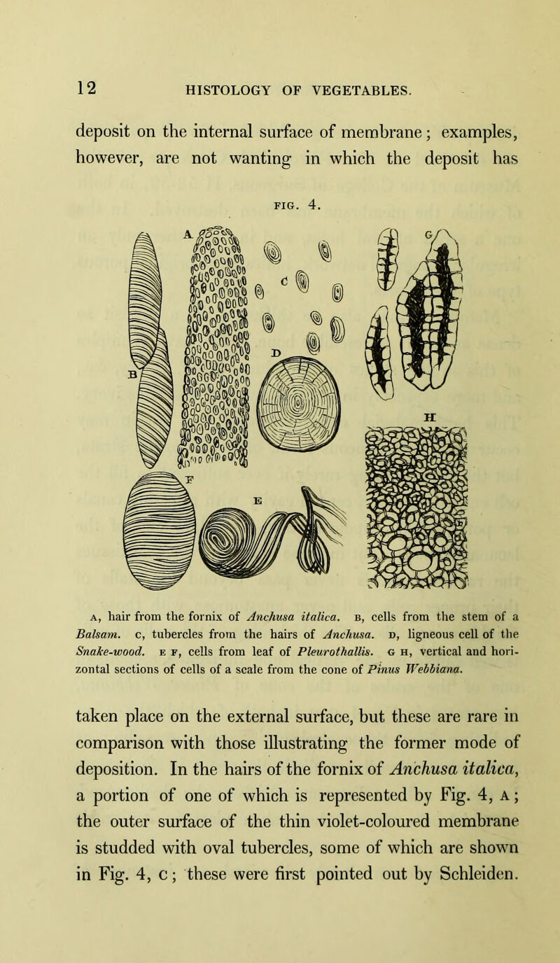 deposit on the internal surface of membrane; examples, however, are not wanting in which the deposit has FIG. 4. A, hair from the fornix of Anchusa italica. b, cells from the stem of a Balsam, c, tubercles from the hairs of Anchusa. d, ligneous cell of the Snake-wood, e f, cells from leaf of Pleurothallis. g h, vertical and hori- zontal sections of cells of a scale from the cone of Finns Webbiana. taken place on the external surface, but these are rare in comparison with those illustrating the former mode of deposition. In the hairs of the fornix of Anchusa italica, a portion of one of which is represented by Fig. 4, a ; the outer surface of the thin violet-coloured membrane is studded with oval tubercles, some of which are shown in Fig. 4, c; these were first pointed out by Schleiden.