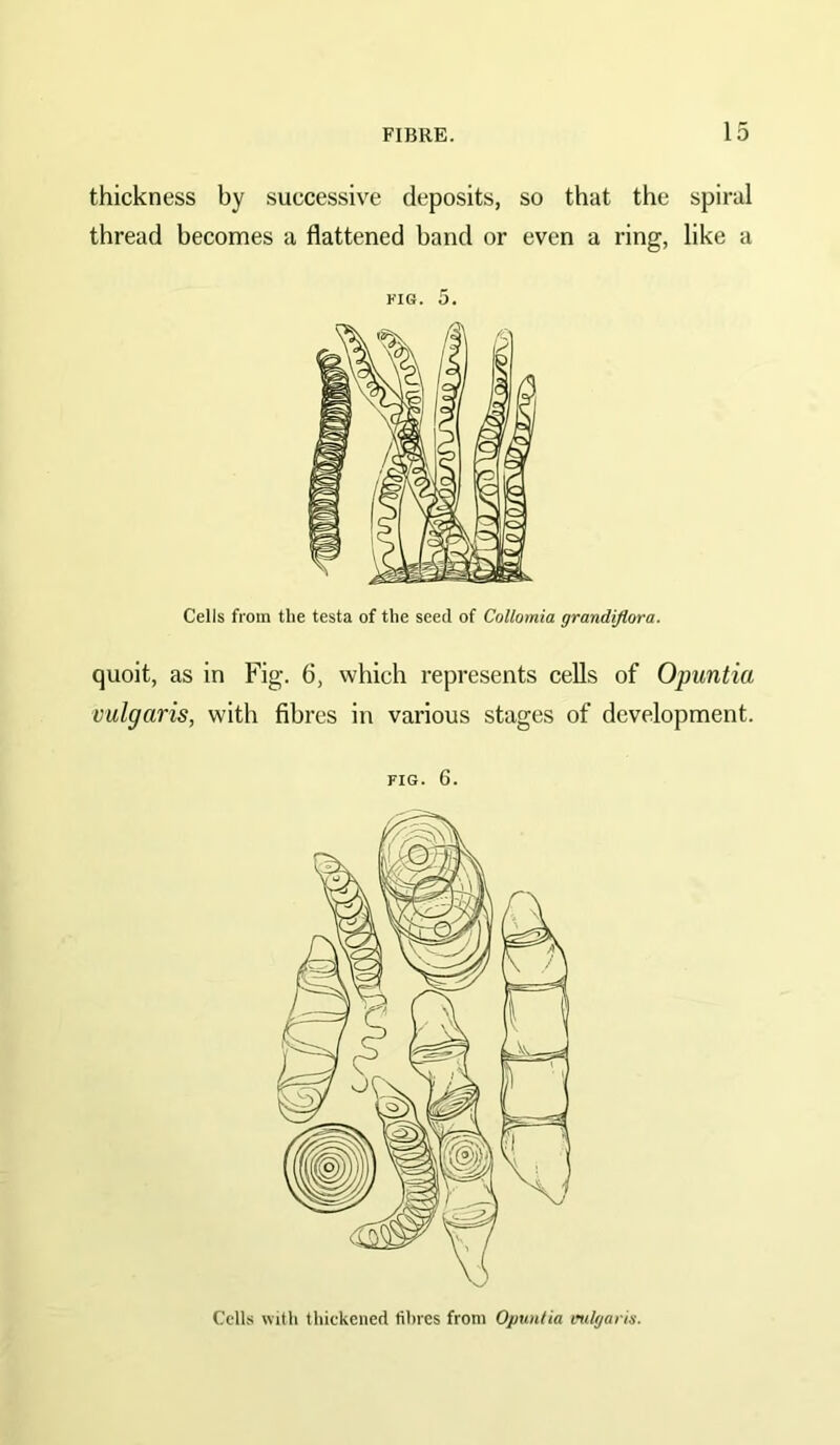 thickness by successive deposits, so that the spiral thread becomes a flattened band or even a ring, like a KIG. 5. Cells from the testa of the seed of Collomia grandiflora. quoit, as in Fig. 6, which represents cells of O^untia vulgaris, with fibres in various stages of development. FIG. 6. CclKs with thickened lihres from Opun/ia inilgaris.