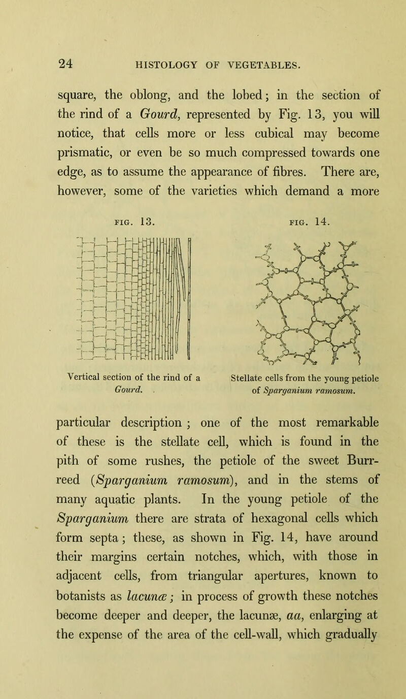 square, the oblong, and the lohed; in the section of the rind of a Gourd, represented by Fig. 13, you will notice, that cells more or less cubical may become prismatic, or even be so much compressed towards one edge, as to assume the appearance of fibres. There are, however, some of the varieties which demand a more FIG. 13. FIG. 14. Vertical section of the rind of a Gourd. . Stellate cells from the young petiole of Sparganium ramosum. particular description ; one of the most remarkable of these is the stellate cell, which is found in the pith of some rushes, the petiole of the sweet Burr- reed {Sparganium ramosum), and in the stems of many aquatic plants. In the young petiole of the Sparganium there are strata of hexagonal cells which form septa; these, as shown in Fig. 14, have around their margins certain notches, which, with those in adjacent cells, from triangular apertures, known to botanists as lacuna;; in process of growth these notches become deeper and deeper, the lacunae, aa, enlarging at the expense of the area of the cell-wall, which gradually