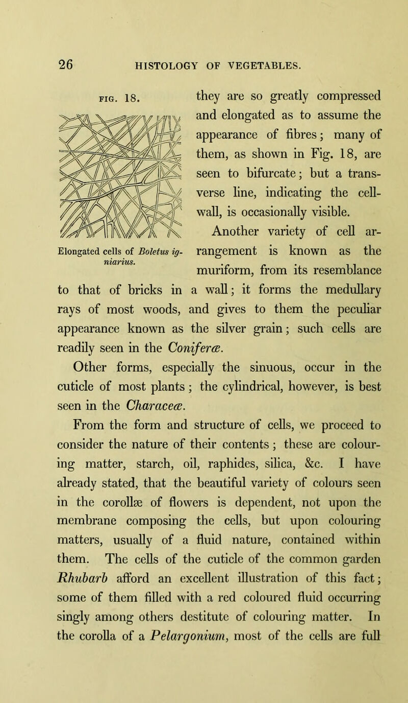 they are so greatly eompressed and elongated as to assume the appearance of fibres; many of them, as shown in Fig. 18, are seen to bifurcate; but a trans- verse line, indicating the cell- wall, is occasionally visible. Another variety of cell ar- rangement is known as the muriform, from its resemblance to that of bricks in a wall; it forms the medullary rays of most woods, and gives to them the peculiar appearance known as the silver grain; such cells are readily seen in the ConifertE. Other forms, especially the sinuous, occur in the cuticle of most plants ; the cylindrical, however, is best seen in the Characea. From the form and structure of cells, we proceed to consider the nature of their contents ; these are colour- ing matter, starch, oil, raphides, silica, &c. I have already stated, that the beautiful variety of colours seen in the corollse of flowers is dependent, not upon the membrane composing the cells, but upon colouring matters, usually of a fluid nature, contained within them. The cells of the cuticle of the common garden Rhubarb afford an excellent illustration of this fact; some of them filled with a red coloured fluid occurring singly among others destitute of colouring matter. In the coroUa of a Pelargonium, most of the cells are full FIG. 18. Elongated cells of Boletus ig~ niarius.