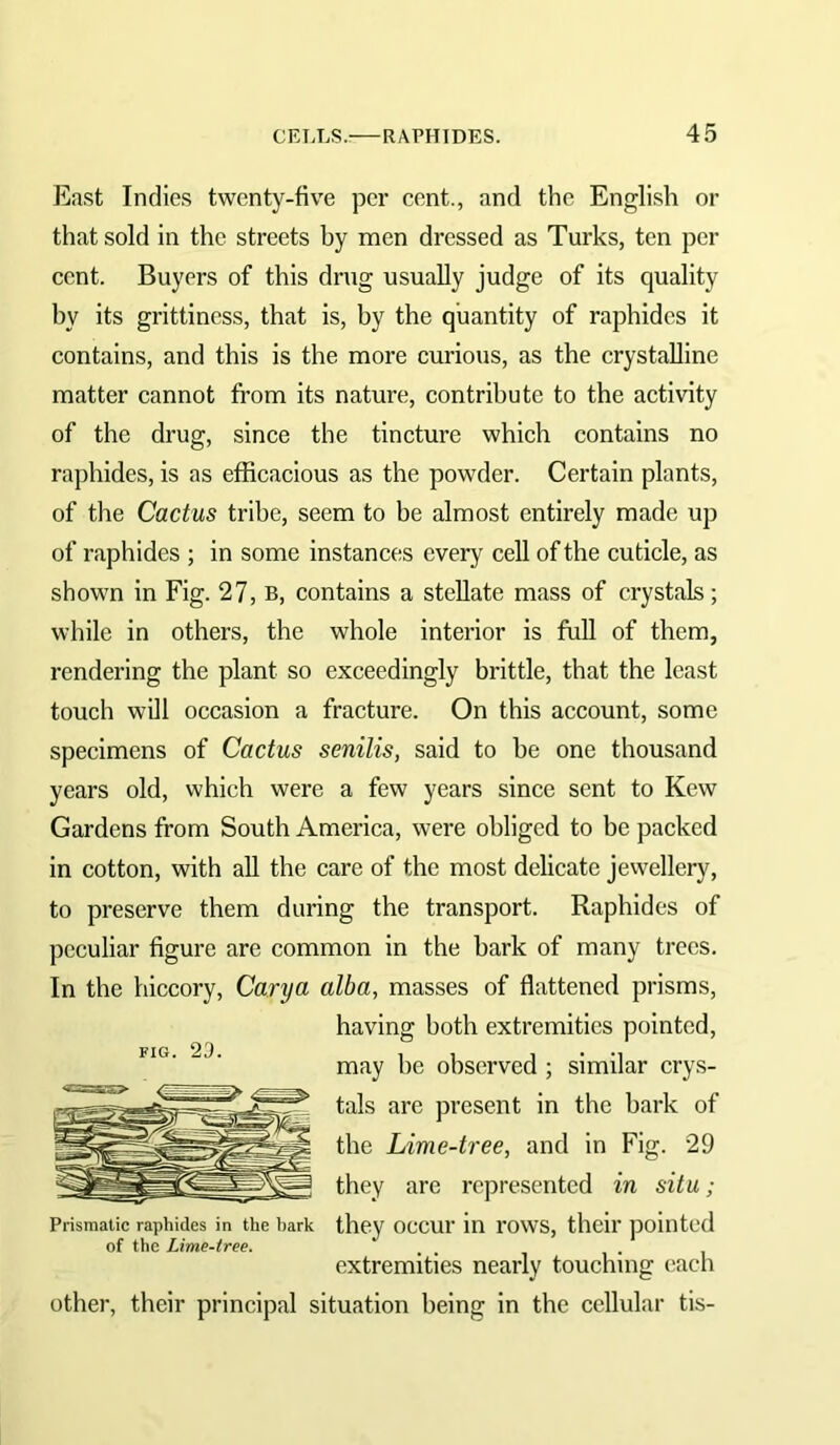 East Indies twenty-five per cent., and the Engli.sh or that sold in the streets by men dressed as Turks, ten per cent. Buyers of this drug usually judge of its quality by its grittiness, that is, by the quantity of raphides it contains, and this is the more curious, as the crystalline matter cannot from its nature, contribute to the activity of the drug, since the tincture which contains no raphides, is as efficacious as the powder. Certain plants, of the Cactus tribe, seem to be almost entirely made up of raphides ; in some instances every cell of the cuticle, as shown in Fig. 27, b, contains a stellate mass of crystals; while in others, the whole interior is full of them, rendering the plant so exceedingly brittle, that the least touch will occasion a fracture. On this account, some specimens of Cactus senilis, said to he one thousand years old, which were a few years since sent to Kew Gardens from South America, were obliged to be packed in cotton, with all the care of the most delicate jewellery, to preserve them during the transport. Raphides of peculiar figure are common in the bark of many trees. In the hiccory, Carya alba, masses of flattened prisms, having both extremities pointed, may be observed ; similar crys- tals are present in the bark of the Lime-tree, and in Fig. 29 they are represented in situ; Prismatic raphides in the hark they OCCUl’ in rOWS, their pointed of the Lime-tree. extremities nearly touching each other, their principal situation being in the cellular tis- FIG. 23.
