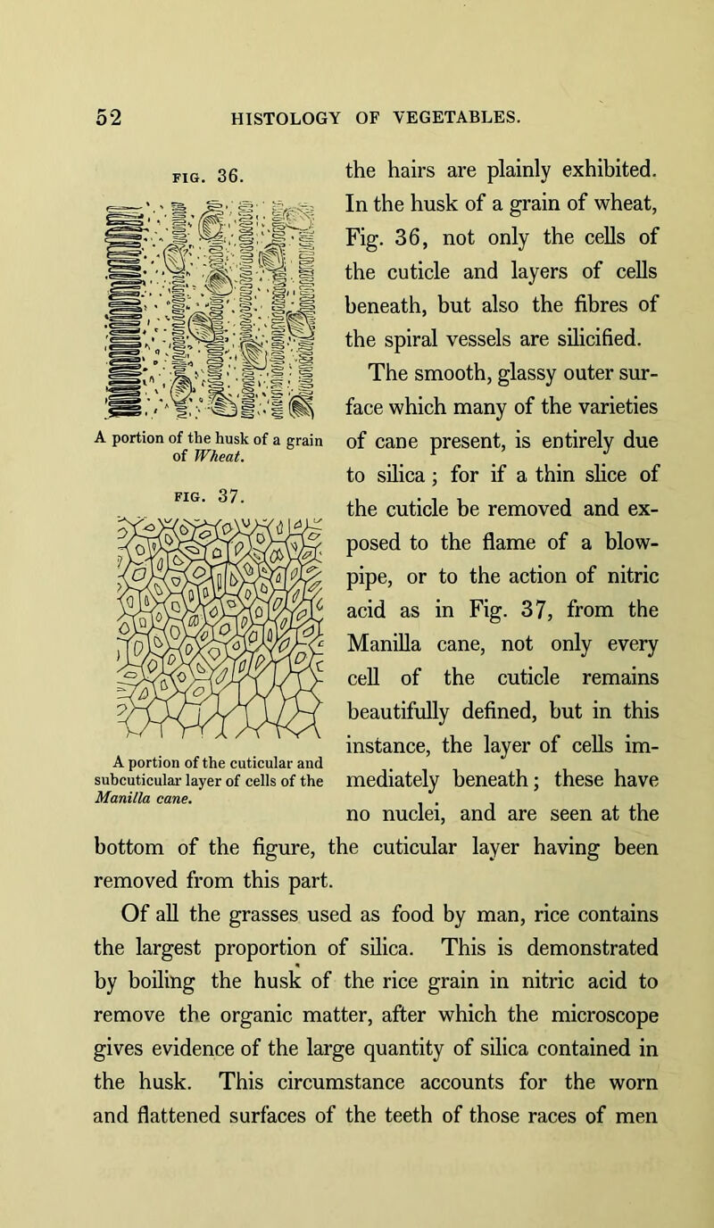 FIG. 36. A portion of the husk of a grain of Wheat. the hairs are plainly exhibited. In the husk of a grain of wheat, Fig. 36, not only the cells of the cuticle and layers of cells beneath, but also the fibres of the spiral vessels are silicified. The smooth, glassy outer sur- face which many of the varieties of cane present, is entirely due to silica; for if a thin slice of the cuticle be removed and ex- posed to the flame of a blow- pipe, or to the action of nitric acid as in Fig. 37, from the Manilla cane, not only every cell of the cuticle remains beautifully defined, but in this instance, the layer of cells im- mediately beneath; these have no nuclei, and are seen at the bottom of the figure, the cuticular layer having been removed from this part. Of aU the grasses used as food by man, rice contains the largest proportion of silica. This is demonstrated by boiling the husk of the rice grain in nitric acid to remove the organic matter, after which the microscope gives evidence of the large quantity of silica contained in the husk. This circumstance accounts for the worn and flattened surfaces of the teeth of those races of men A portion of the cuticular and subcuticular- layer of cells of the Manilla cane.