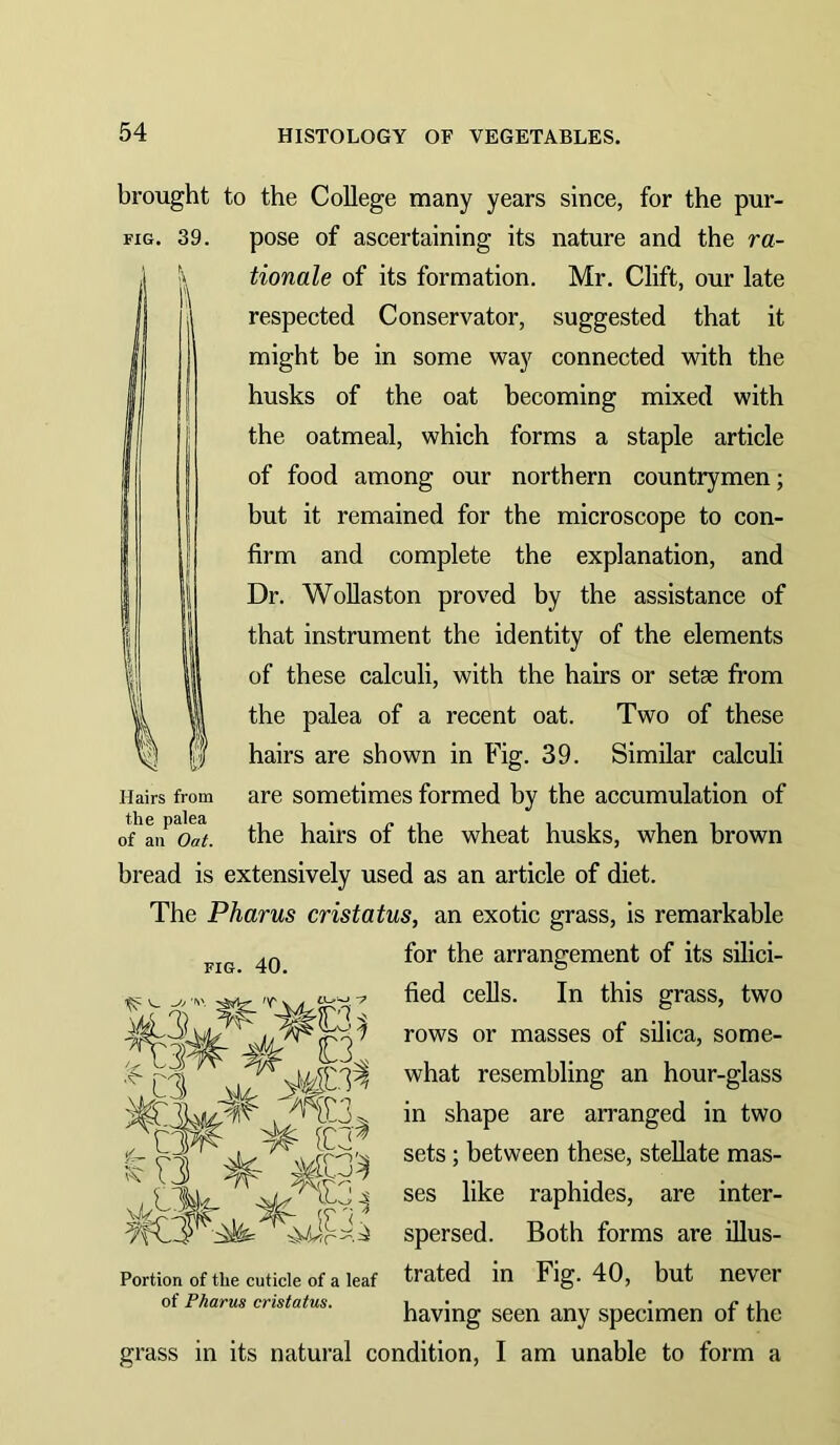 brought to the College many years since, for the pur- FiG. 39. pose of ascertaining its nature and the ra- tionale of its formation. Mr. Clift, our late respected Conservator, suggested that it might be in some way connected with the husks of the oat becoming mixed with the oatmeal, which forms a staple article of food among our northern countrymen; but it remained for the microscope to con- firm and complete the explanation, and Dr. Wollaston proved by the assistance of that instrument the identity of the elements of these calculi, with the hairs or setse from the palea of a recent oat. Two of these hairs are shown in Fig. 39. Similar calculi are sometimes formed by the accumulation of the hairs of the wheat husks, when brown bread is extensively used as an article of diet. The Phams cristatus, an exotic grass, is remarkable for the arrangement of its silici- fied cells. In this grass, two rows or masses of silica, some- what resembling an hour-glass in shape are arranged in two sets; between these, stellate mas- ses like raphides, are inter- spersed. Both forms are illus- trated in Fig. 40, but never having seen any specimen of the grass in its natural condition, I am unahle to form a Hairs from the palea of an Oat. Portion of the cuticle of a leaf of Phams cristatus.