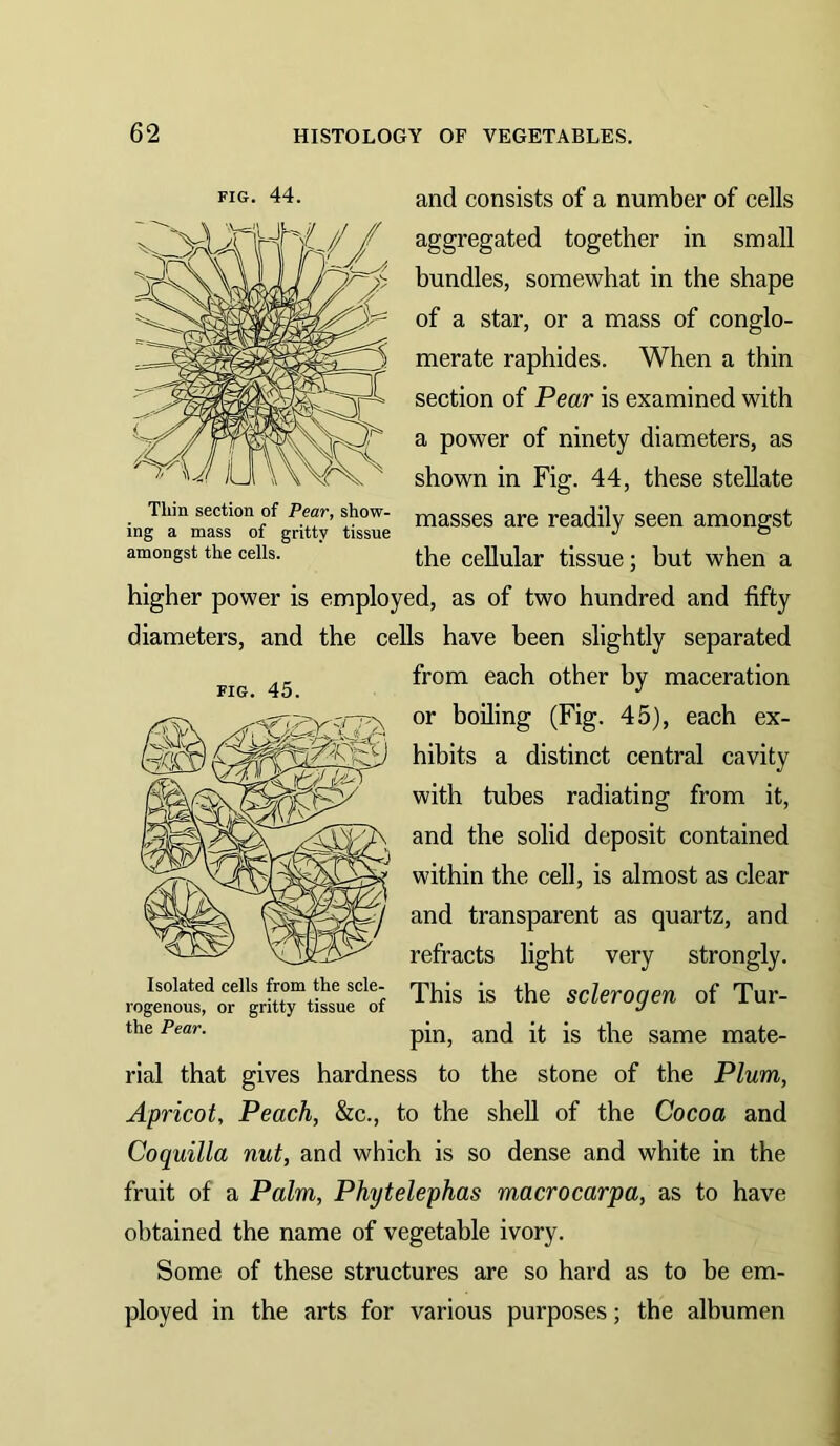 Thin section of Pear, show- ing a mass of gritty tissue amongst the cells. FIG. 45. FIG. 44. and consists of a number of cells aggregated together in small bundles, somewhat in the shape of a star, or a mass of conglo- merate raphides. When a thin section of Pear is examined with a power of ninety diameters, as shown in Fig. 44, these stellate masses are readily seen amongst the cellular tissue; but when a higher power is employed, as of two hundred and fifty diameters, and the cells have been slightly separated from each other by maceration or boiling (Fig. 45), each ex- hibits a distinct central cavity with tubes radiating from it, and the solid deposit contained within the cell, is almost as clear and transparent as quartz, and refracts light very strongly. This is the sclerogen of Tur- pin, and it is the same mate- rial that gives hardness to the stone of the Plum, Apricot, Peach, &c., to the shell of the Cocoa and Coquilla nut, and which is so dense and white in the fruit of a Palm, Phytelephas macrocarpa, as to have obtained the name of vegetable ivory. Some of these structures are so hard as to be em- ployed in the arts for various purposes; the albumen Isolated cells from the scle- rogenous, or gritty tissue of the Pear.